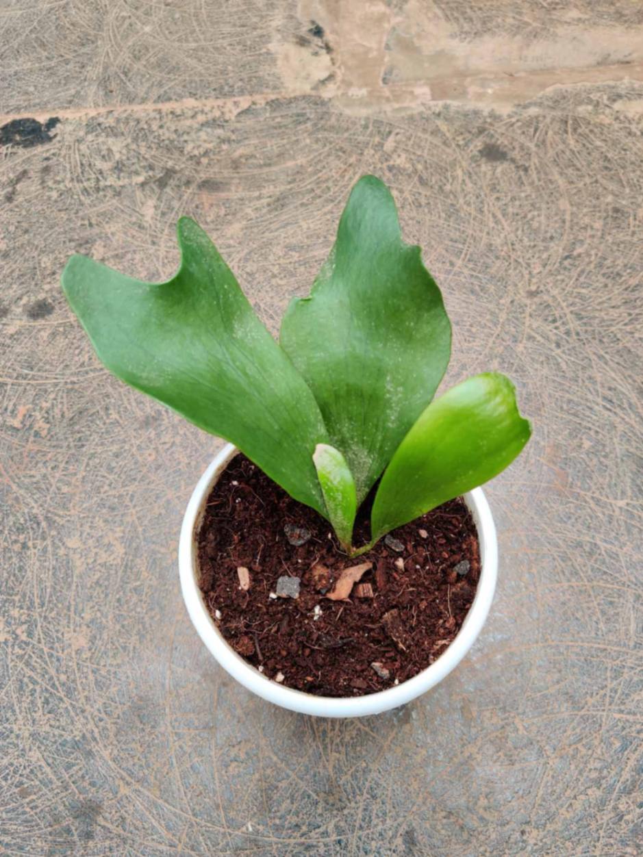 Asplenium Staghorn Ferns 12 cm pot