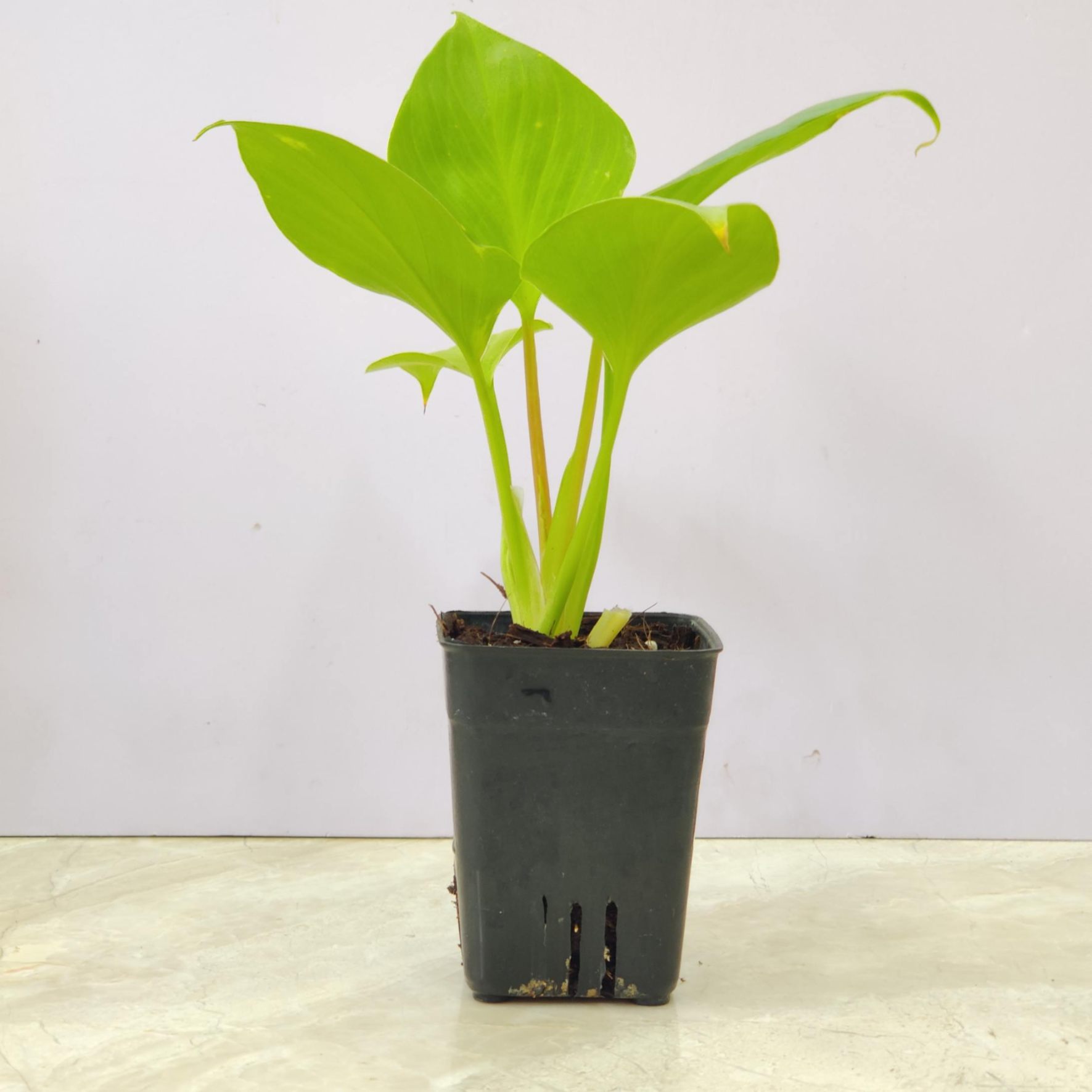Homalomena Green Plant 8.5 cm pot