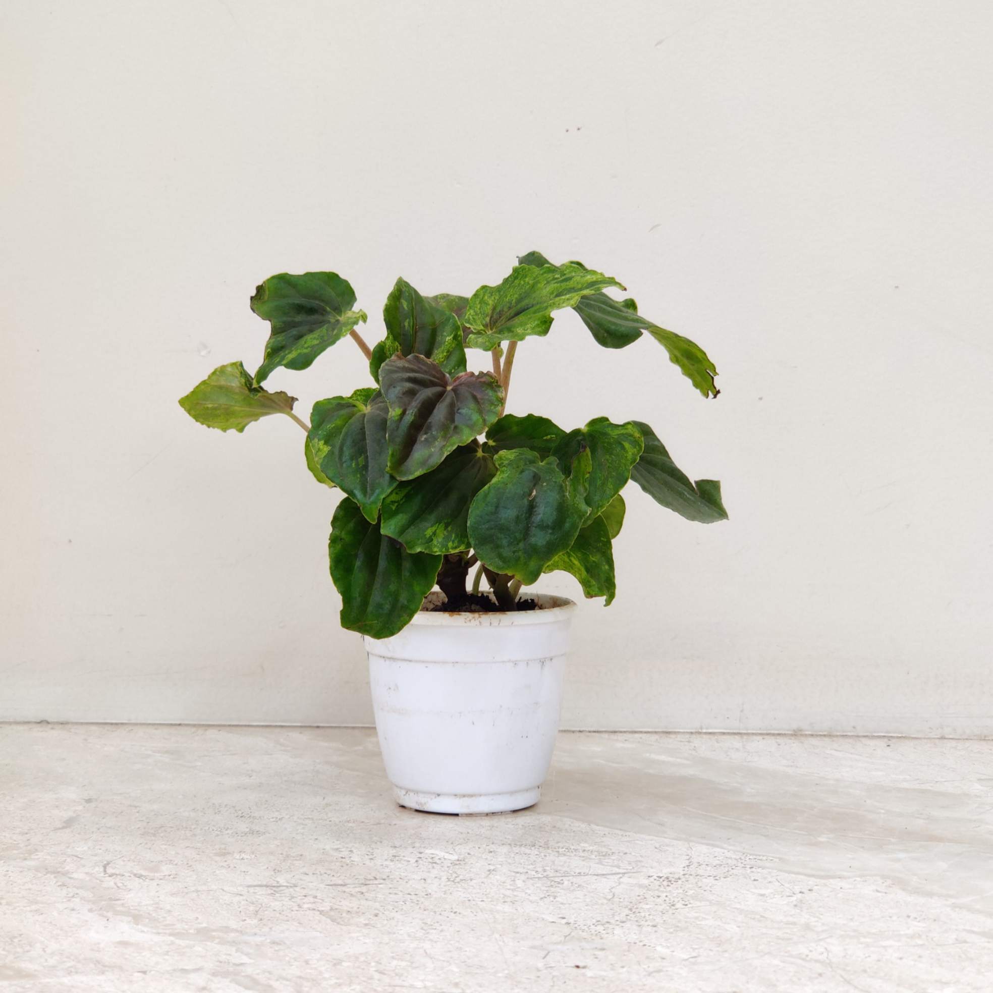 Peperomia Caperata Variegated 8.5 cm pot