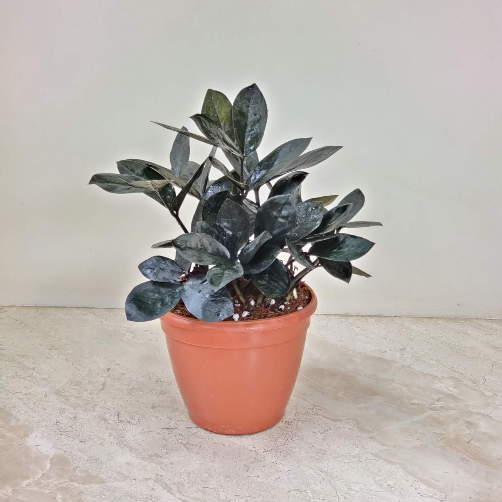 Zamioculcas Plants