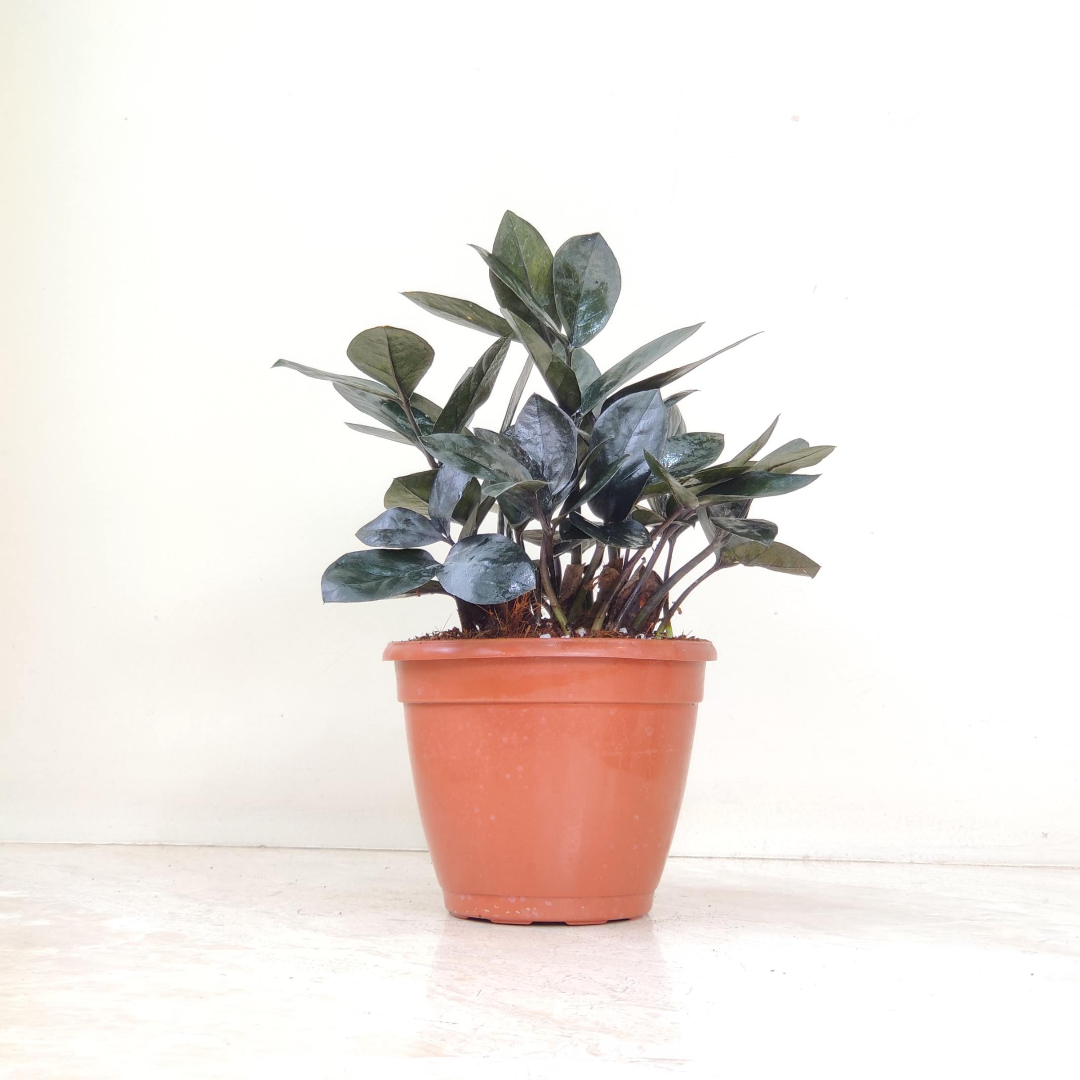 Zamia Raven Black 12 cm pot