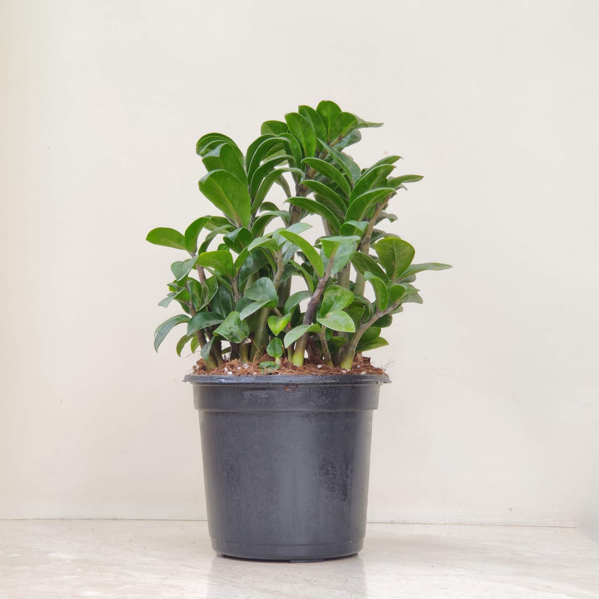 Zamioculcas zamiifolia 'Zenzi' (Dwarf ZZ Plant) 17 cm pot