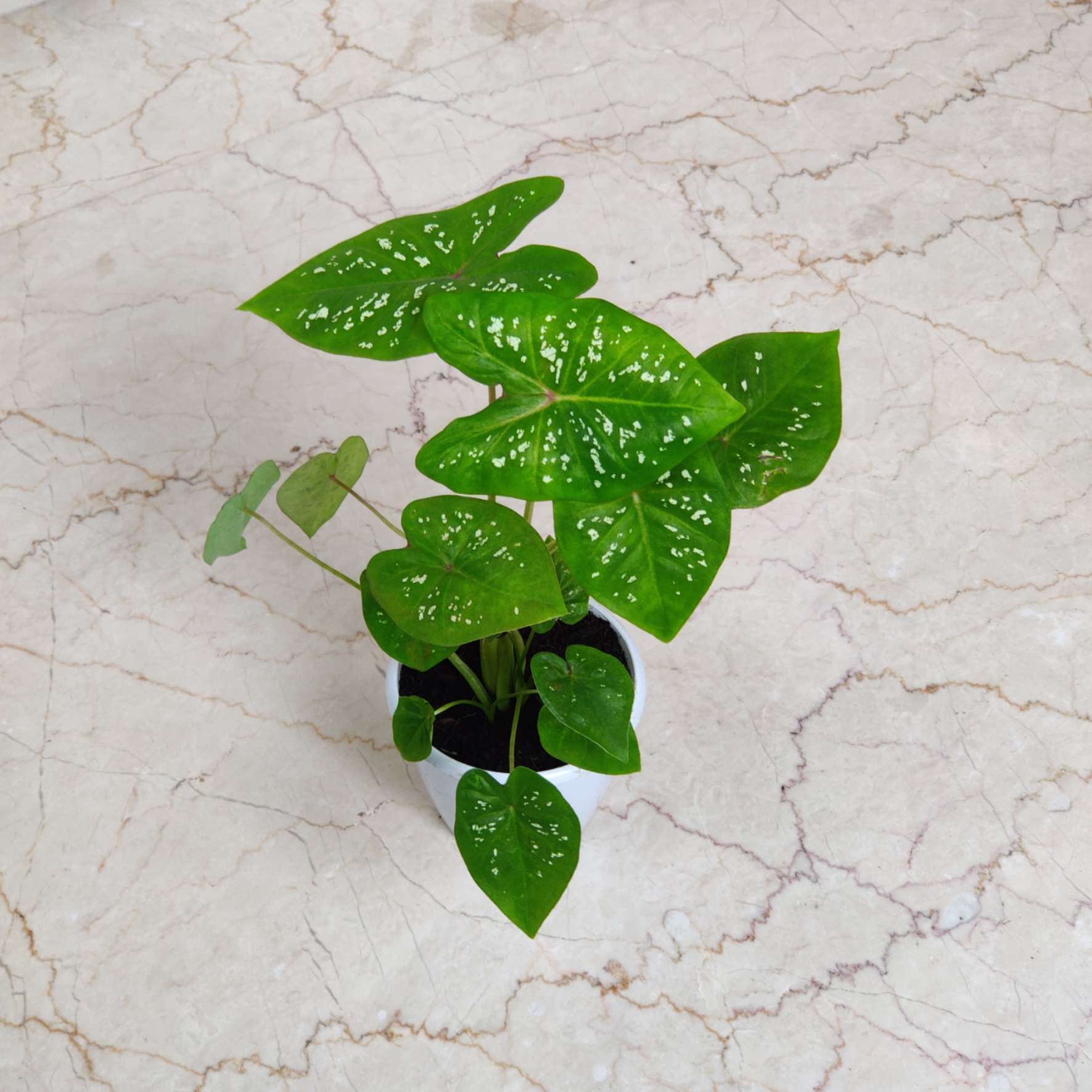 Caladium Bicolor Unique Heart 8.5 cm pot