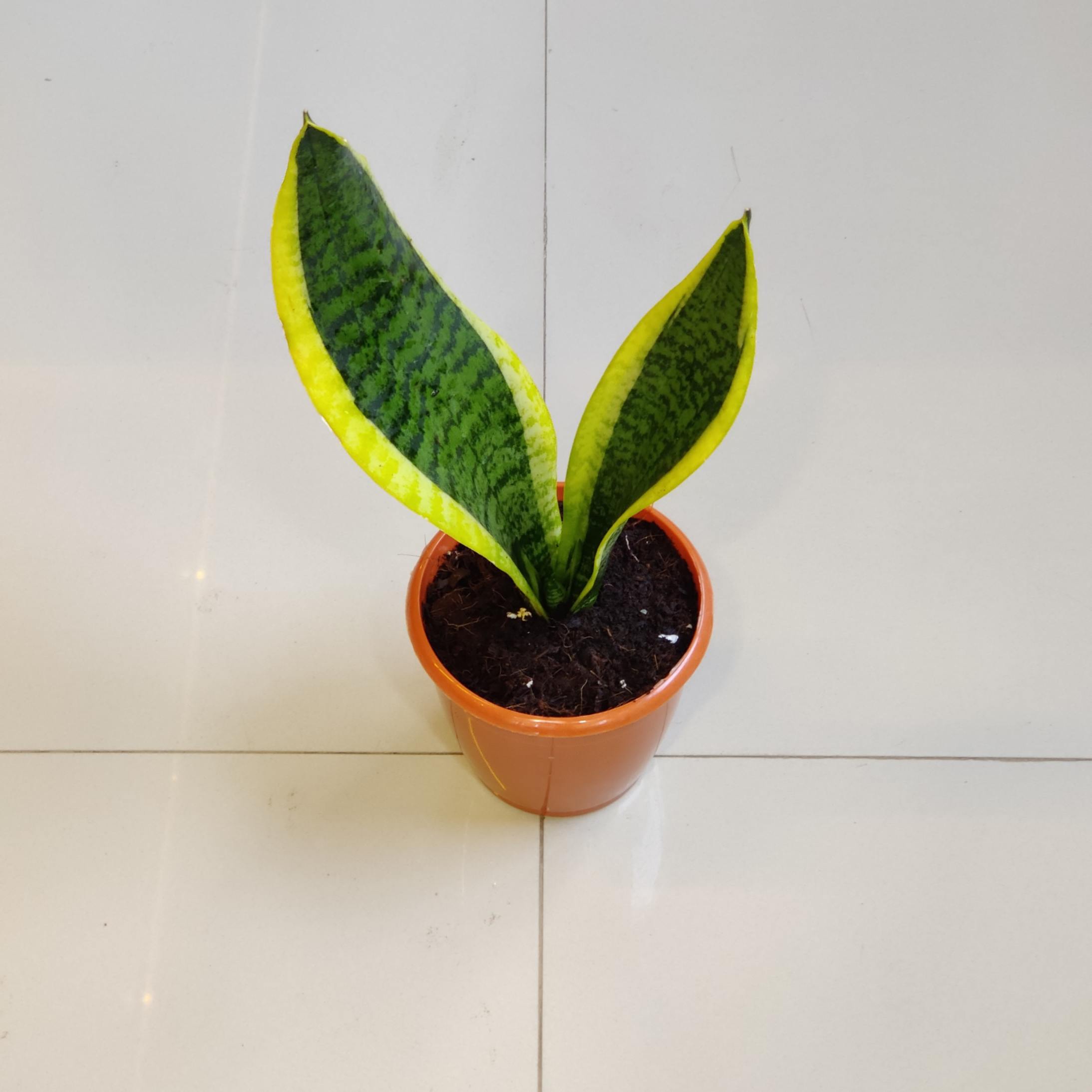 Sansevieria plants Updated On 22 May 2026 | Sanjay Nursery - CAPPL