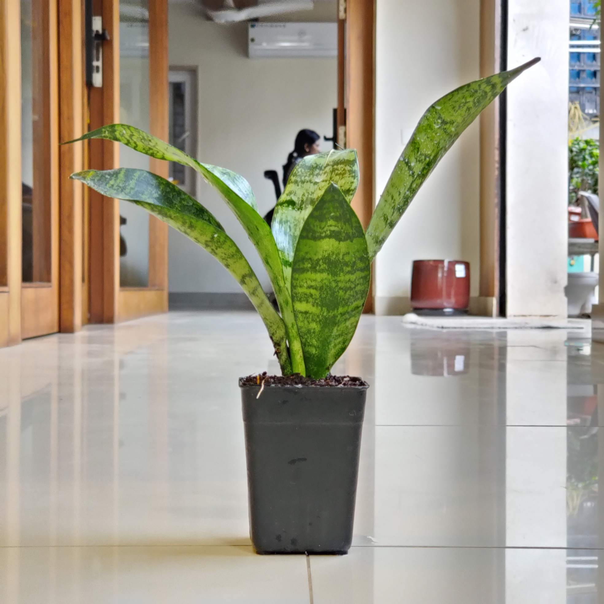 Sansevieria Green Dwarf 8.5 cm pot