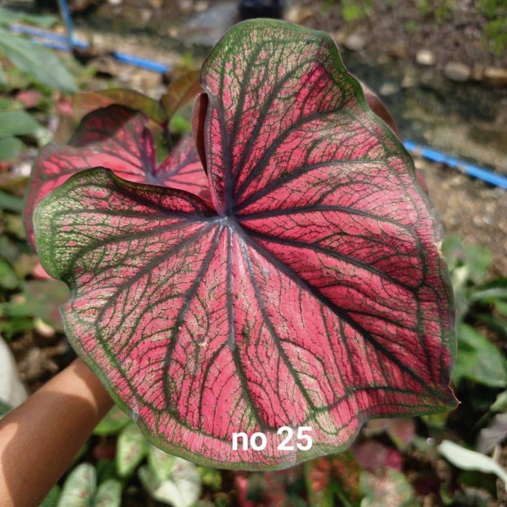 Caladium 7 cm pot