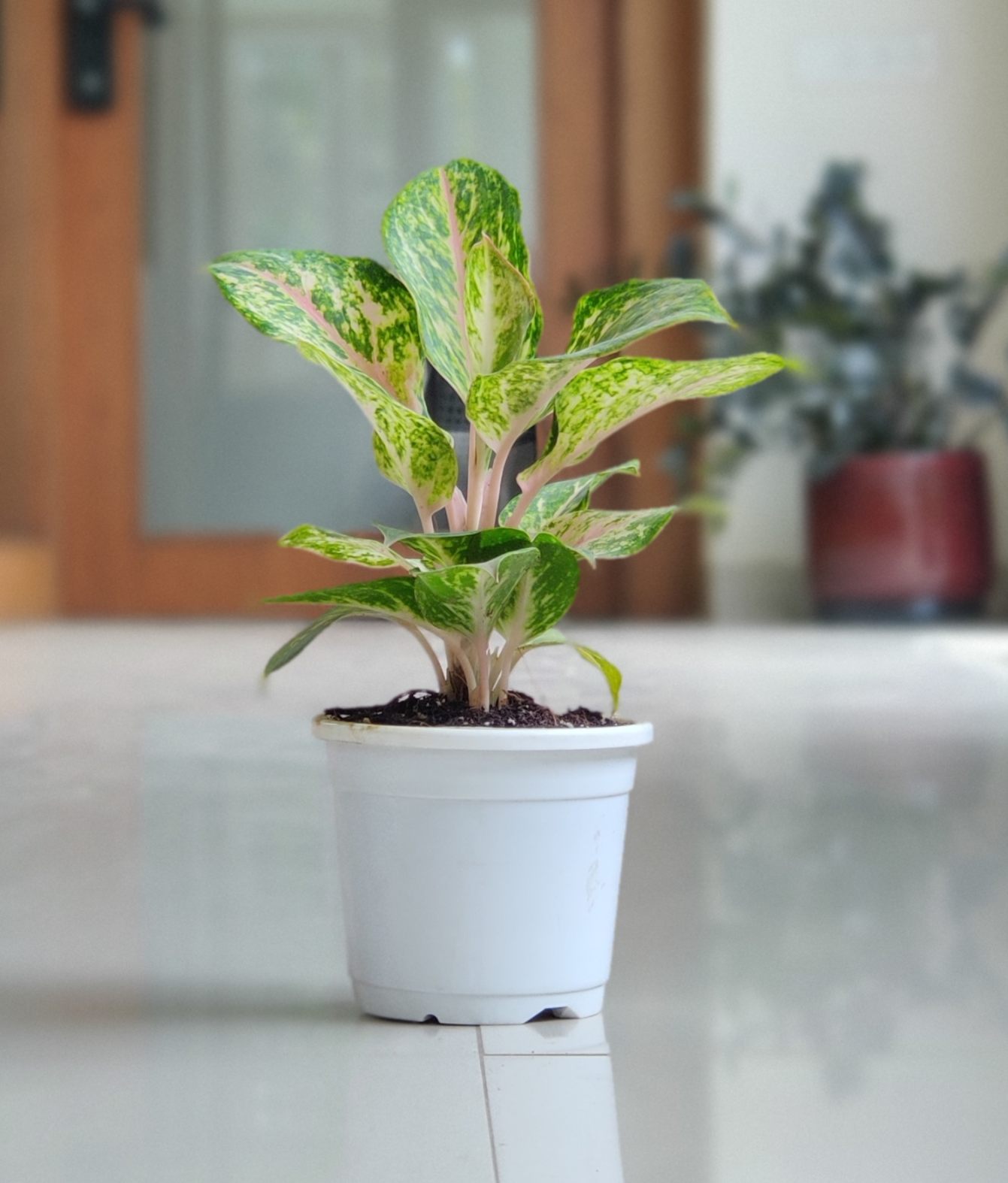 Aglaonema New Golden Powder Plants 10 cm pot