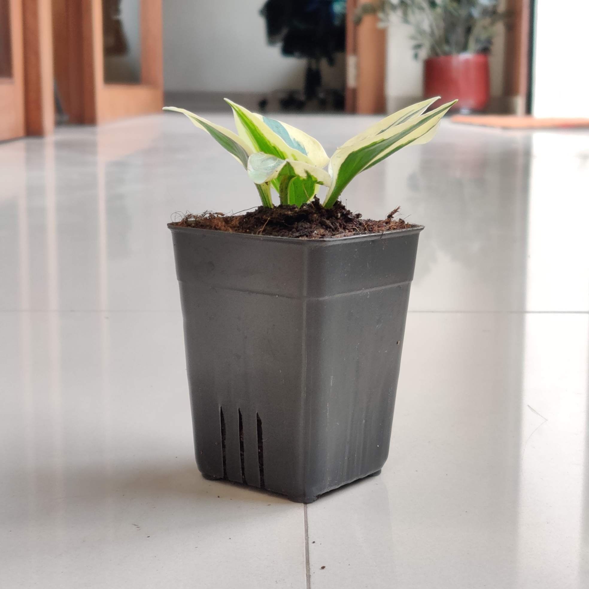 Hosta Minteman Phants 8.5 cm pot