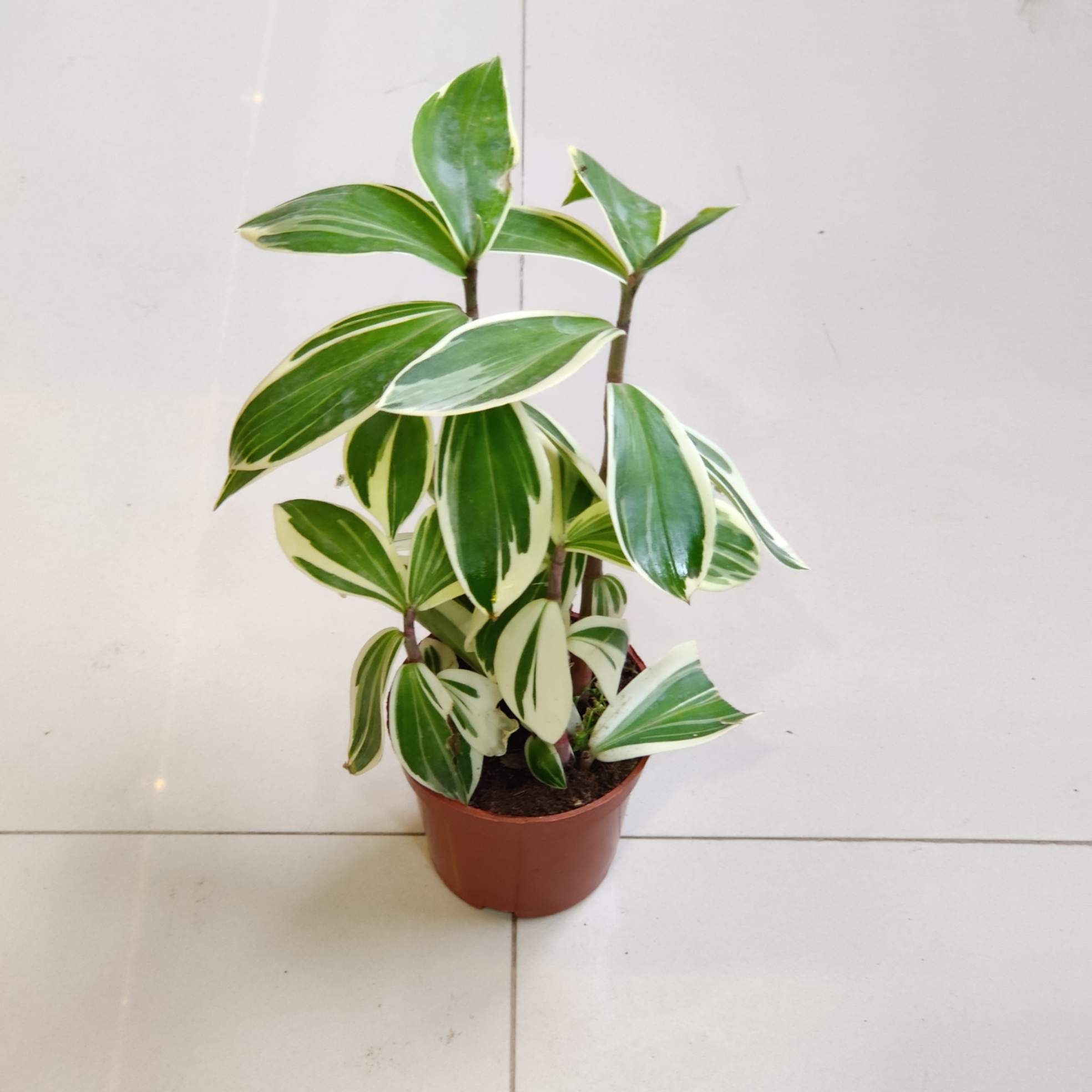 New Arrivals Plants Updated On 18 May 2026 | Sanjay Nursery - CAPPL