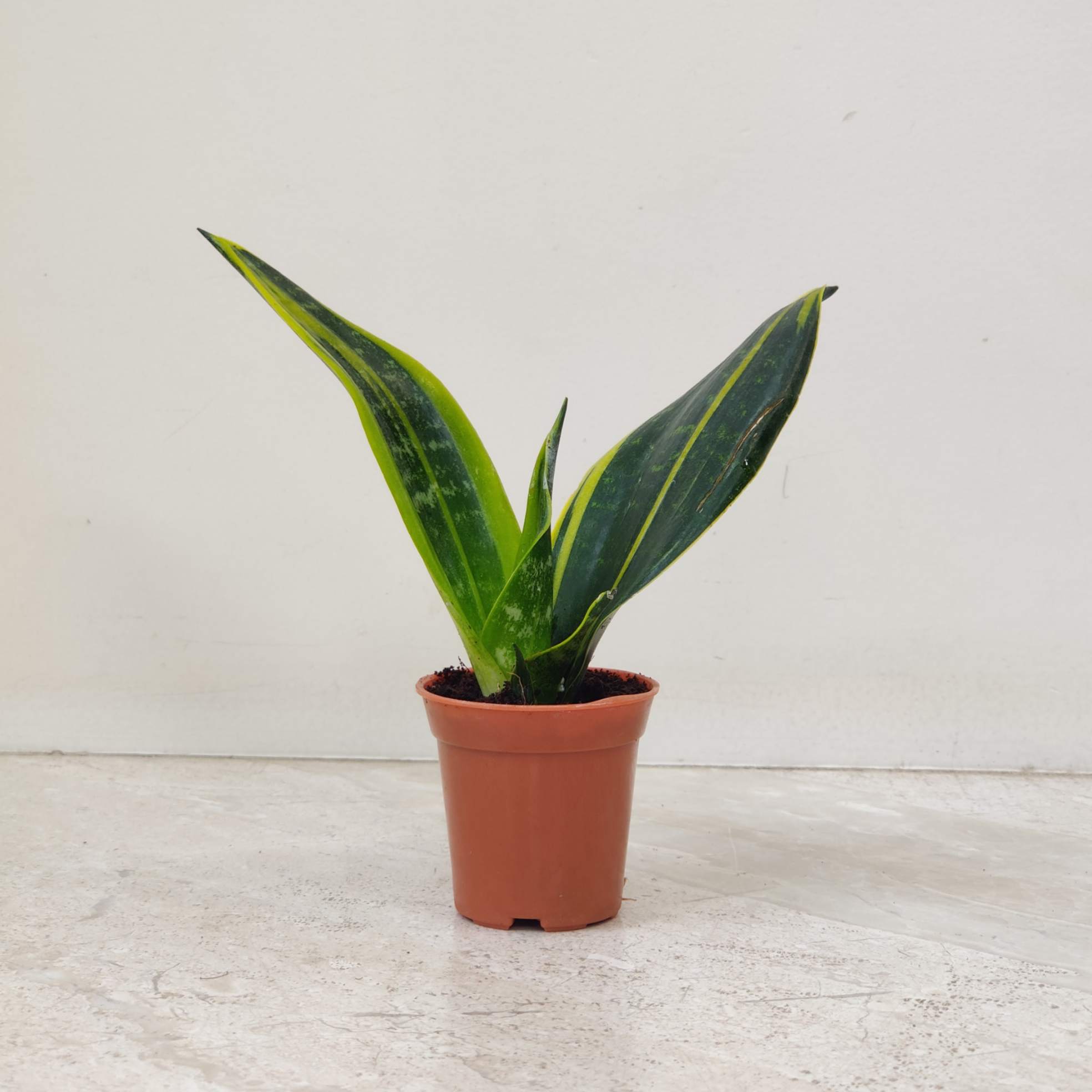 Sansevieria plants Updated On 22 May 2026 | Sanjay Nursery - CAPPL