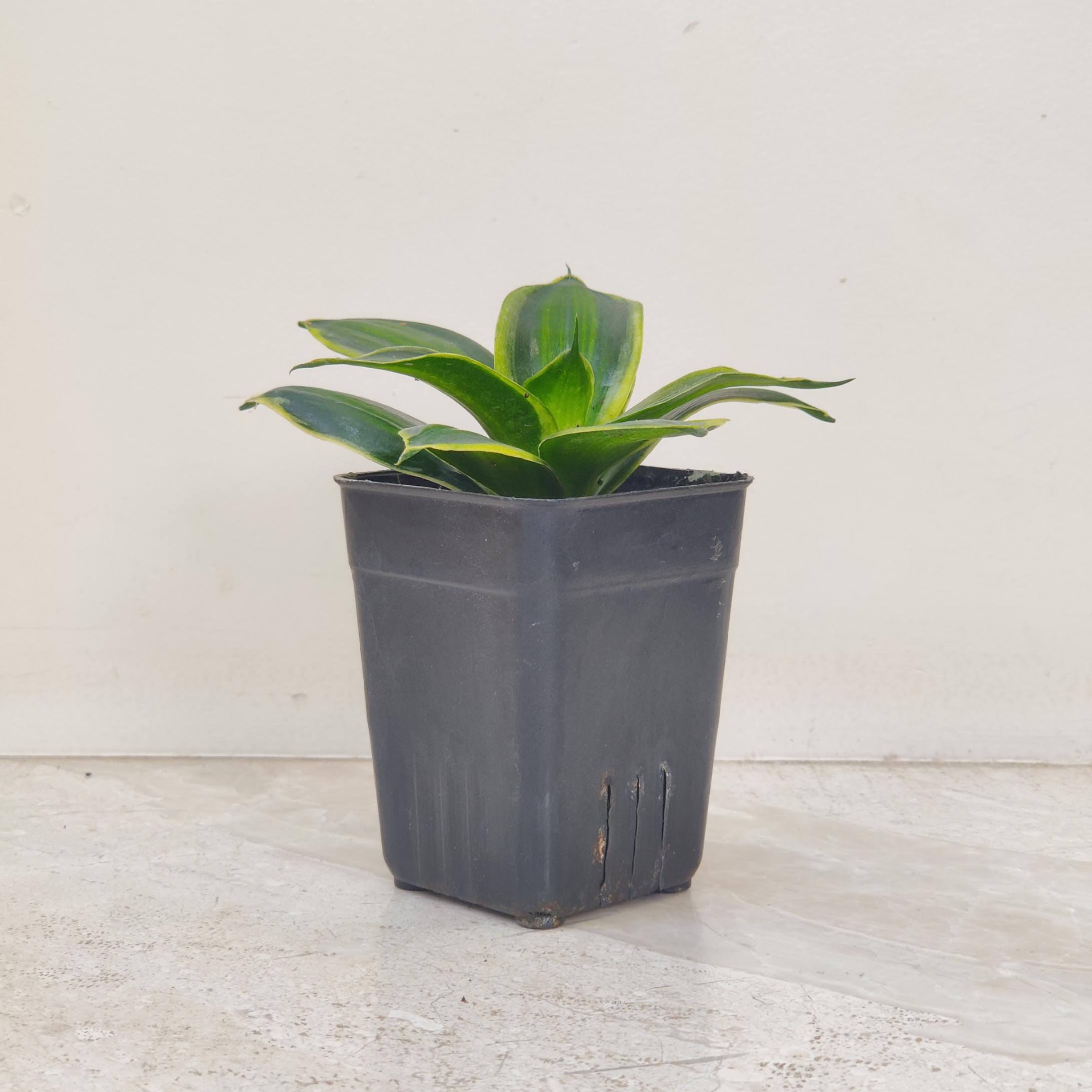 Sansevieria Star Stripes 8.5 cm pot