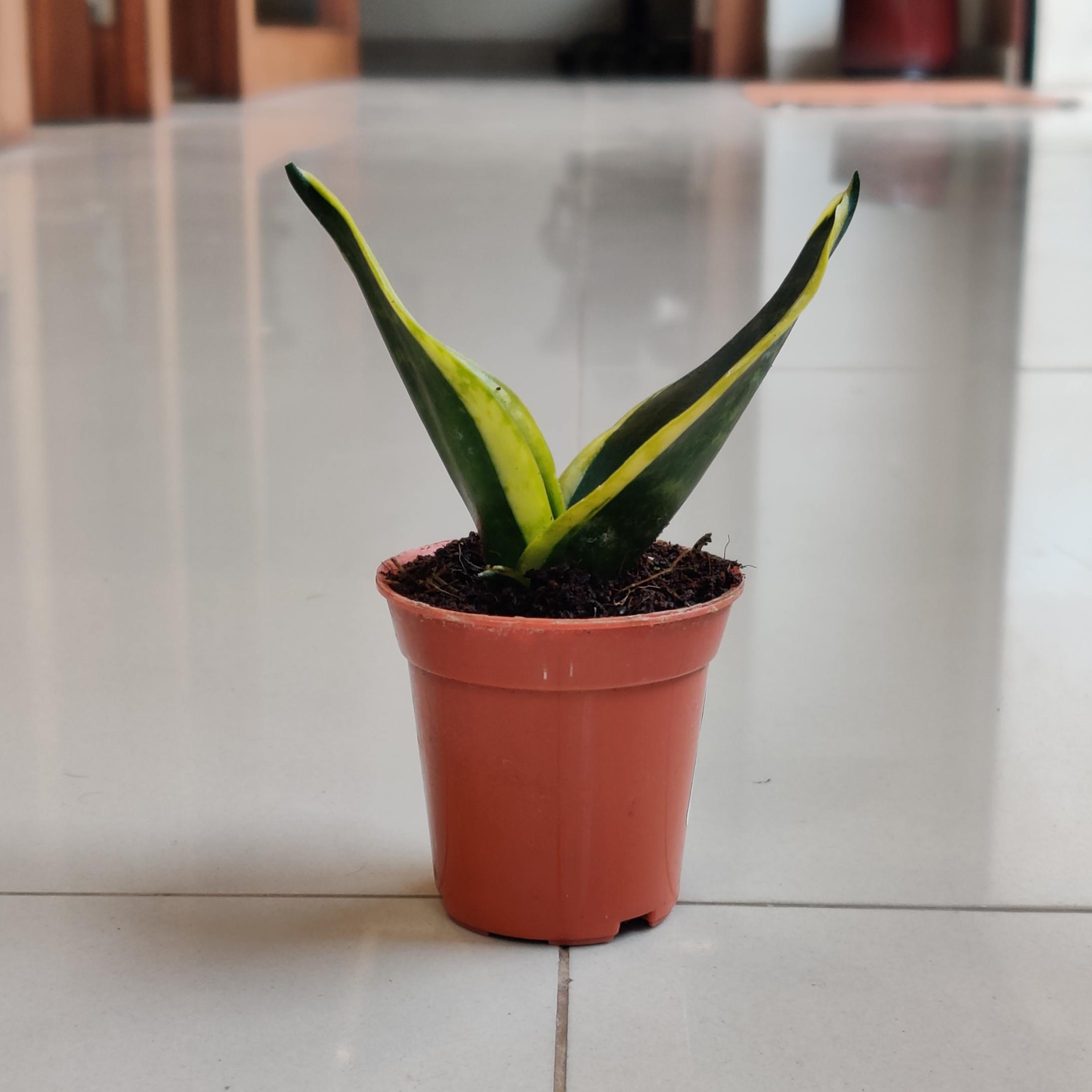 Sansevieria Black Gold 5.5 cm pot