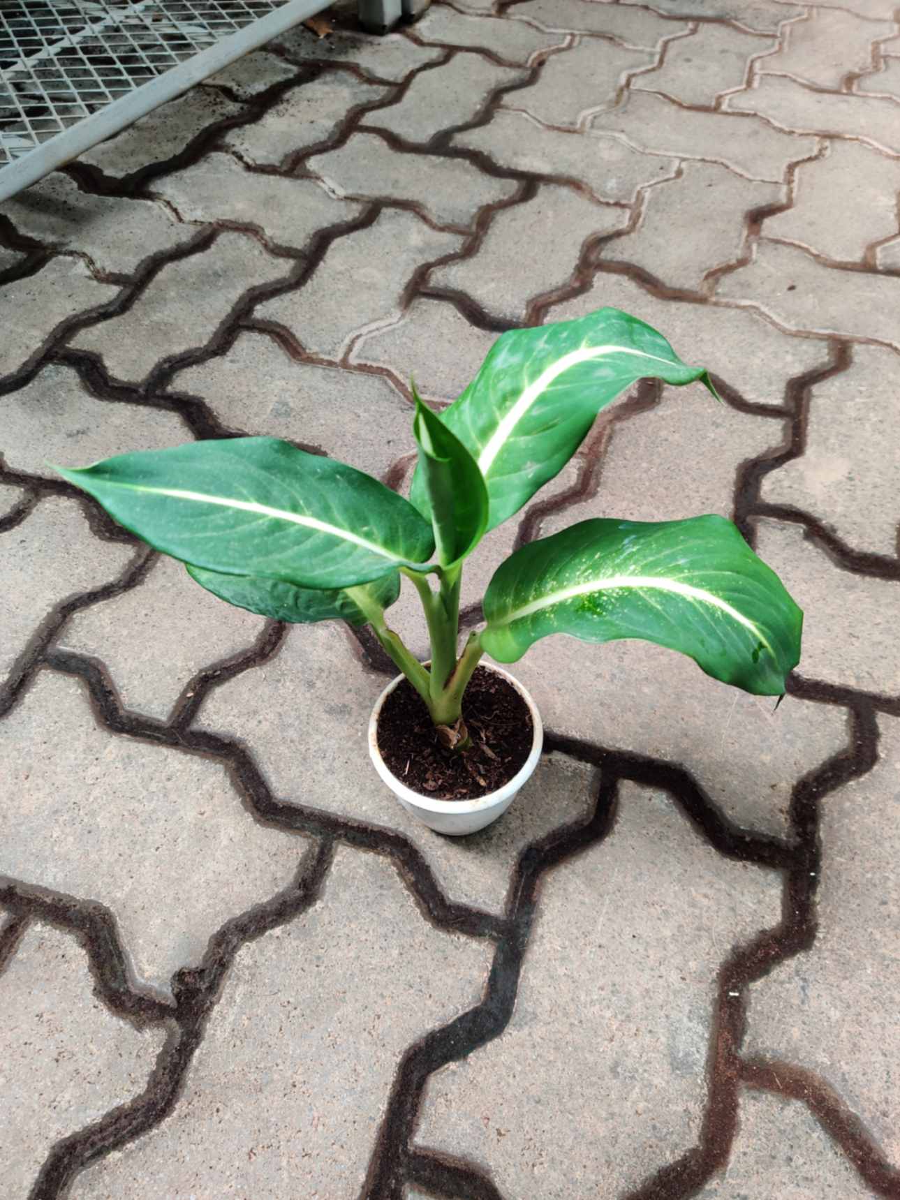 Dieffenbachia Amoena Tiger 8.5 cm pot