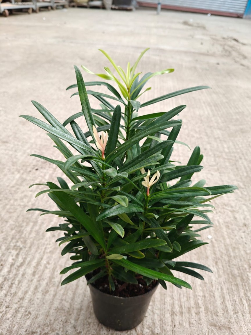 New Arrivals Plants Updated On 18 May 2026 | Sanjay Nursery - CAPPL