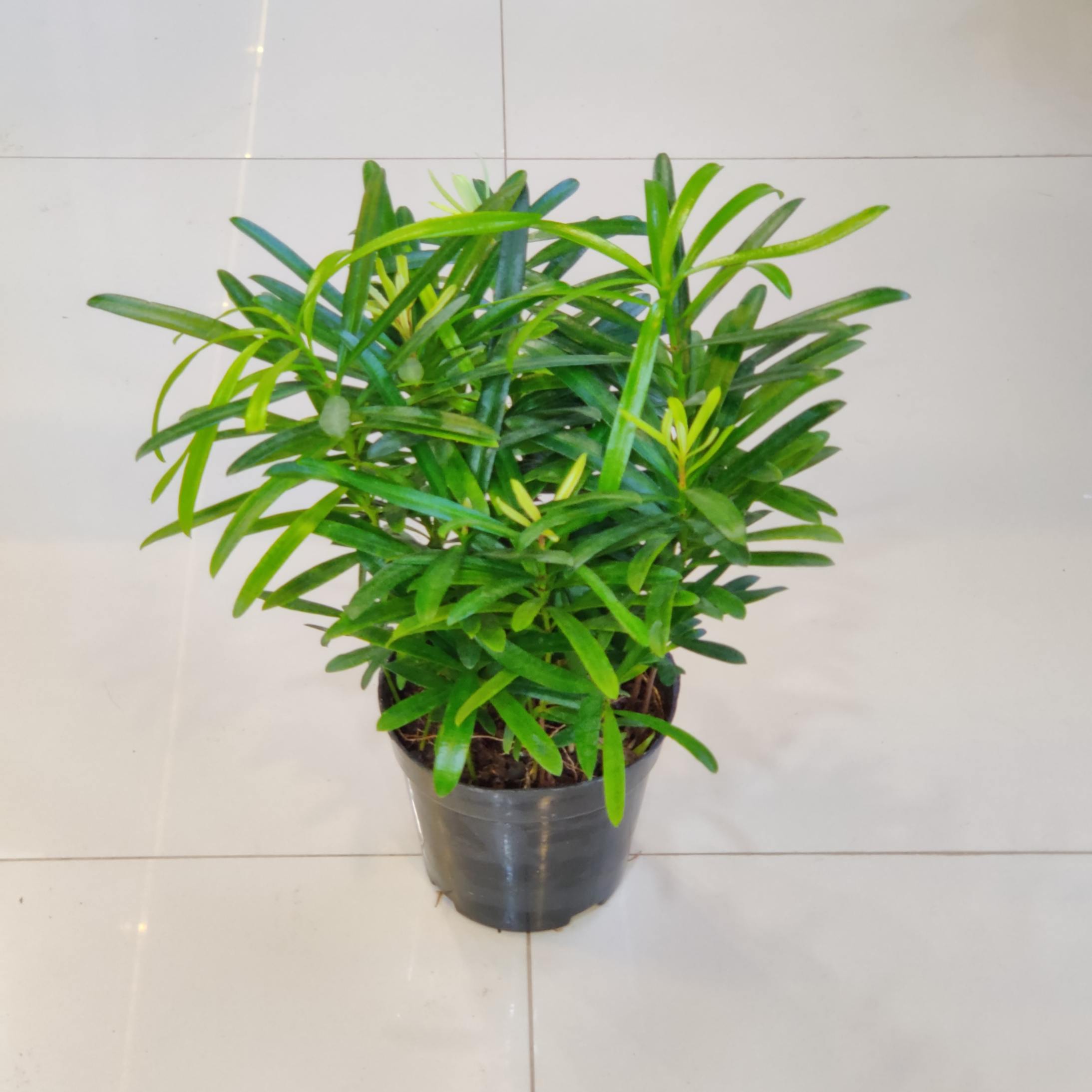 New Arrivals Plants Updated On 18 May 2026 | Sanjay Nursery - CAPPL