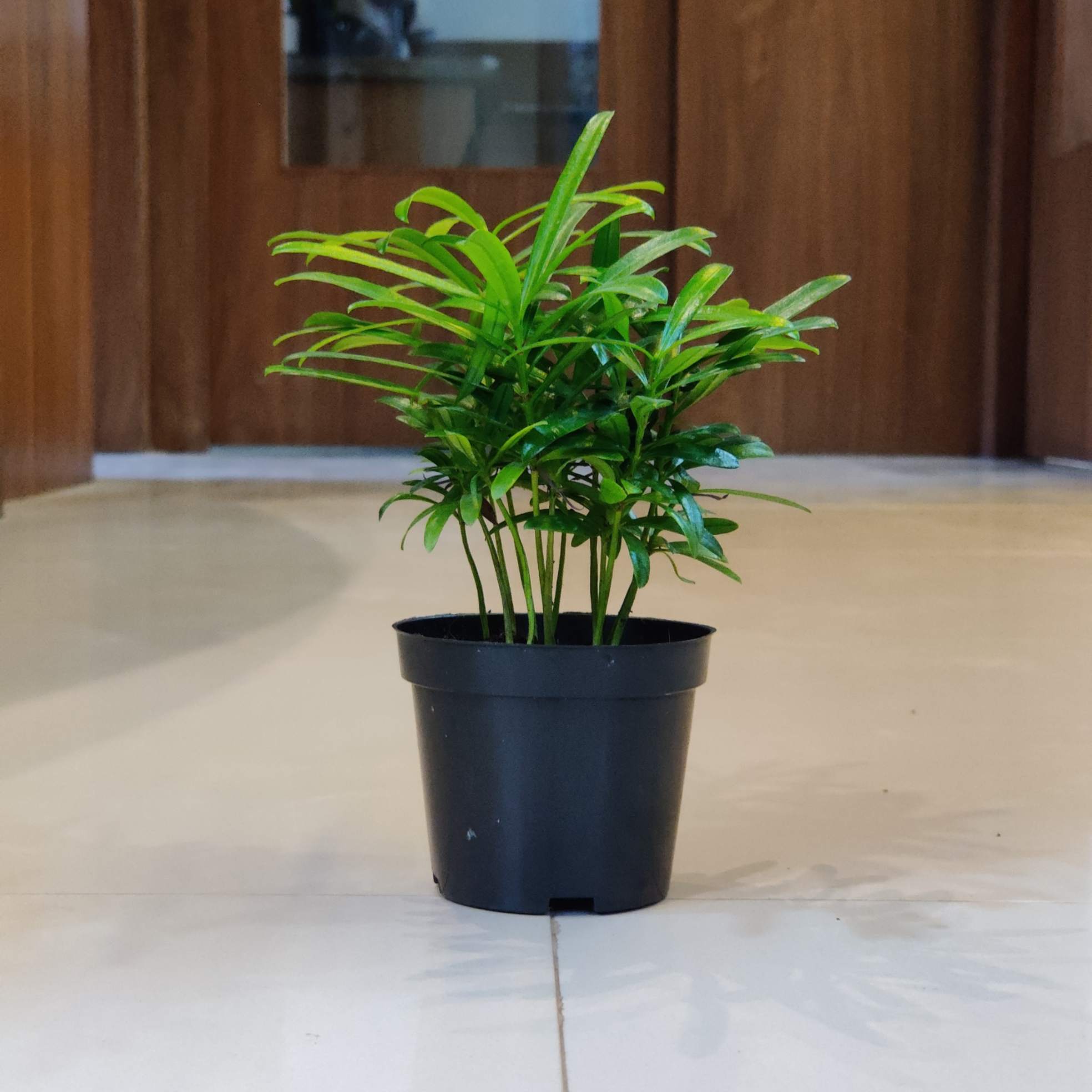 Podocarpus Macrophyllus 10 cm pot