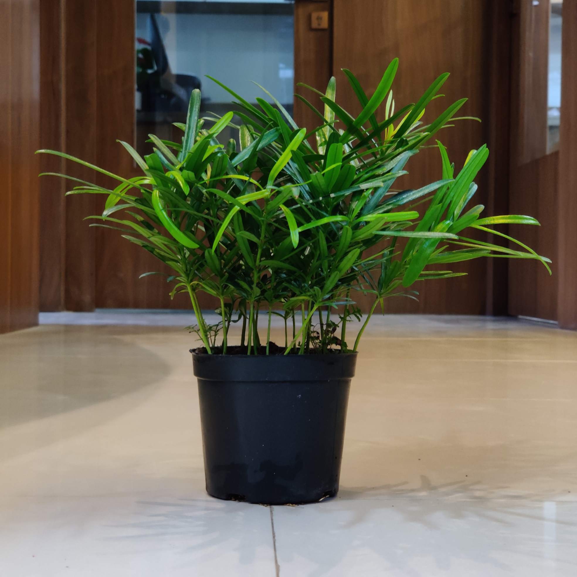 Podocarpus Macrophyllus 12 cm pot