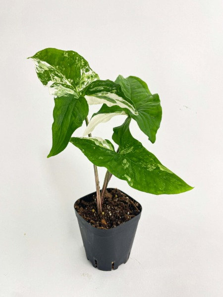 Syngonium Variegated 8.5 cm pot