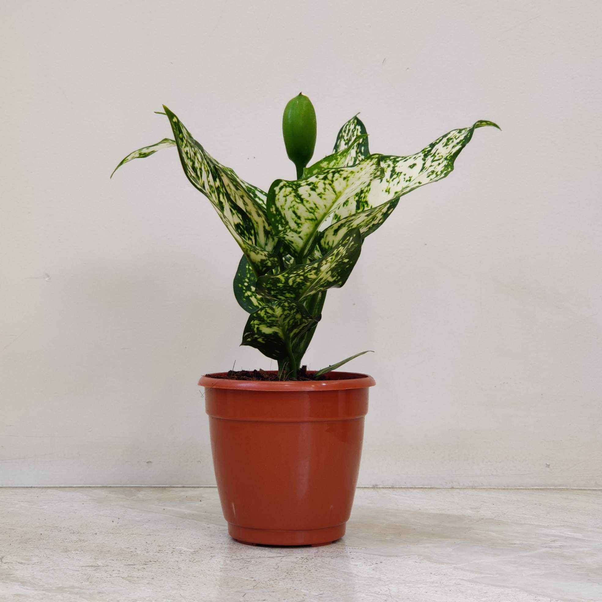 Aglaonema White Anjuman Plants 10 cm pot
