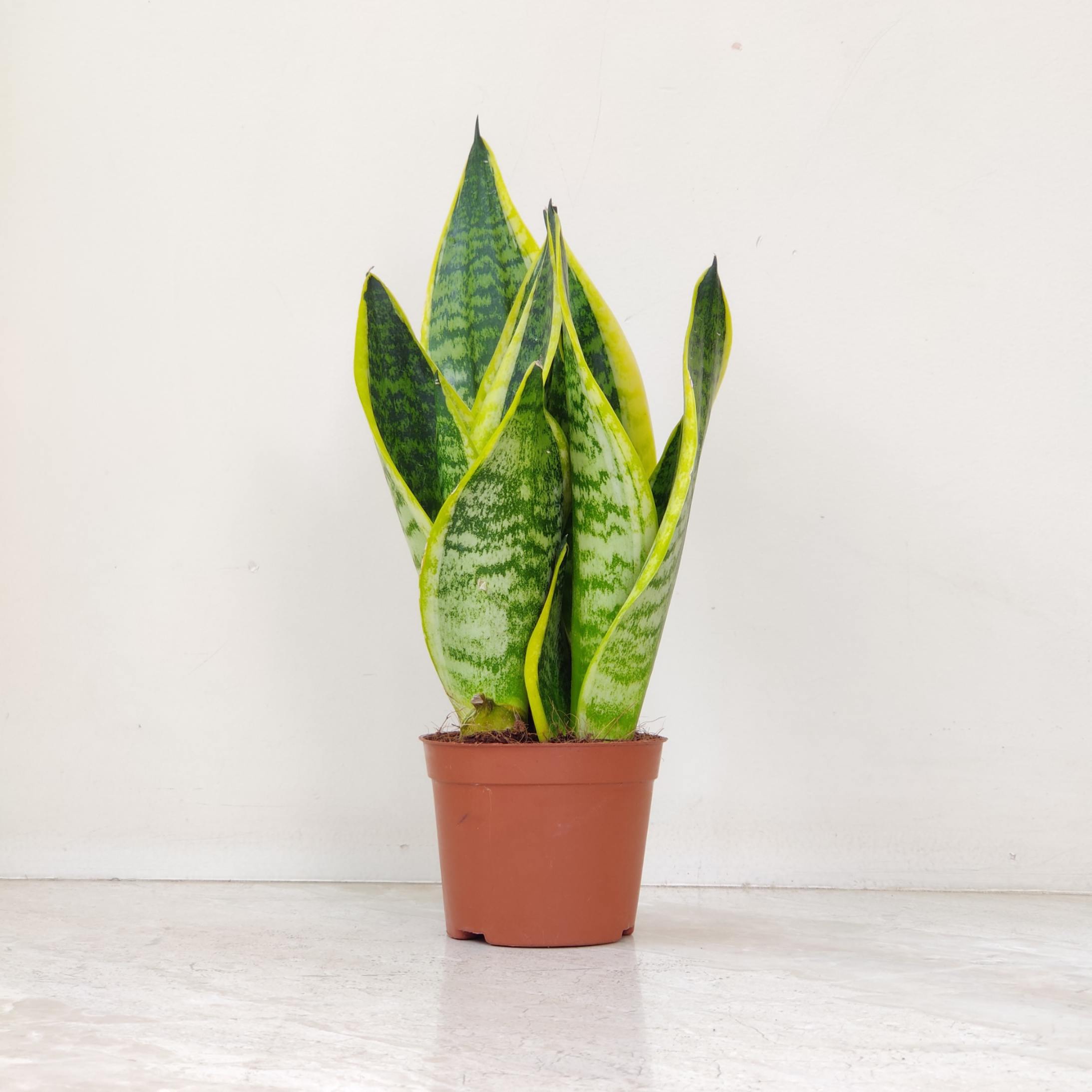 Sansevieria plants Updated On 22 May 2026 | Sanjay Nursery - CAPPL