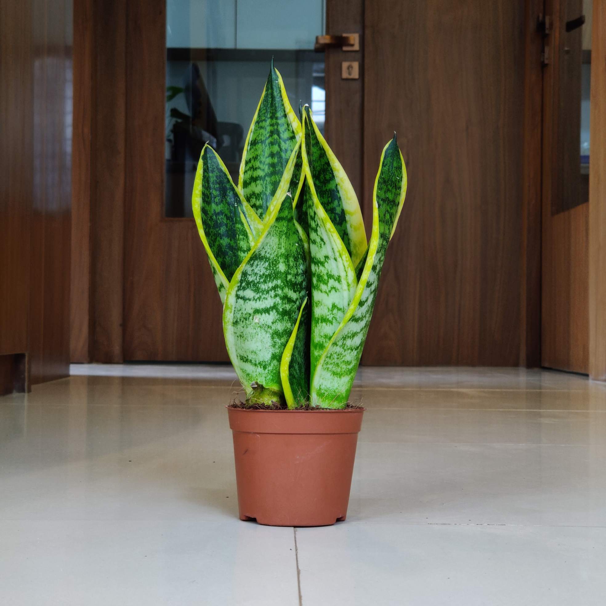 Sansevieria 'Superba 10 cm pot