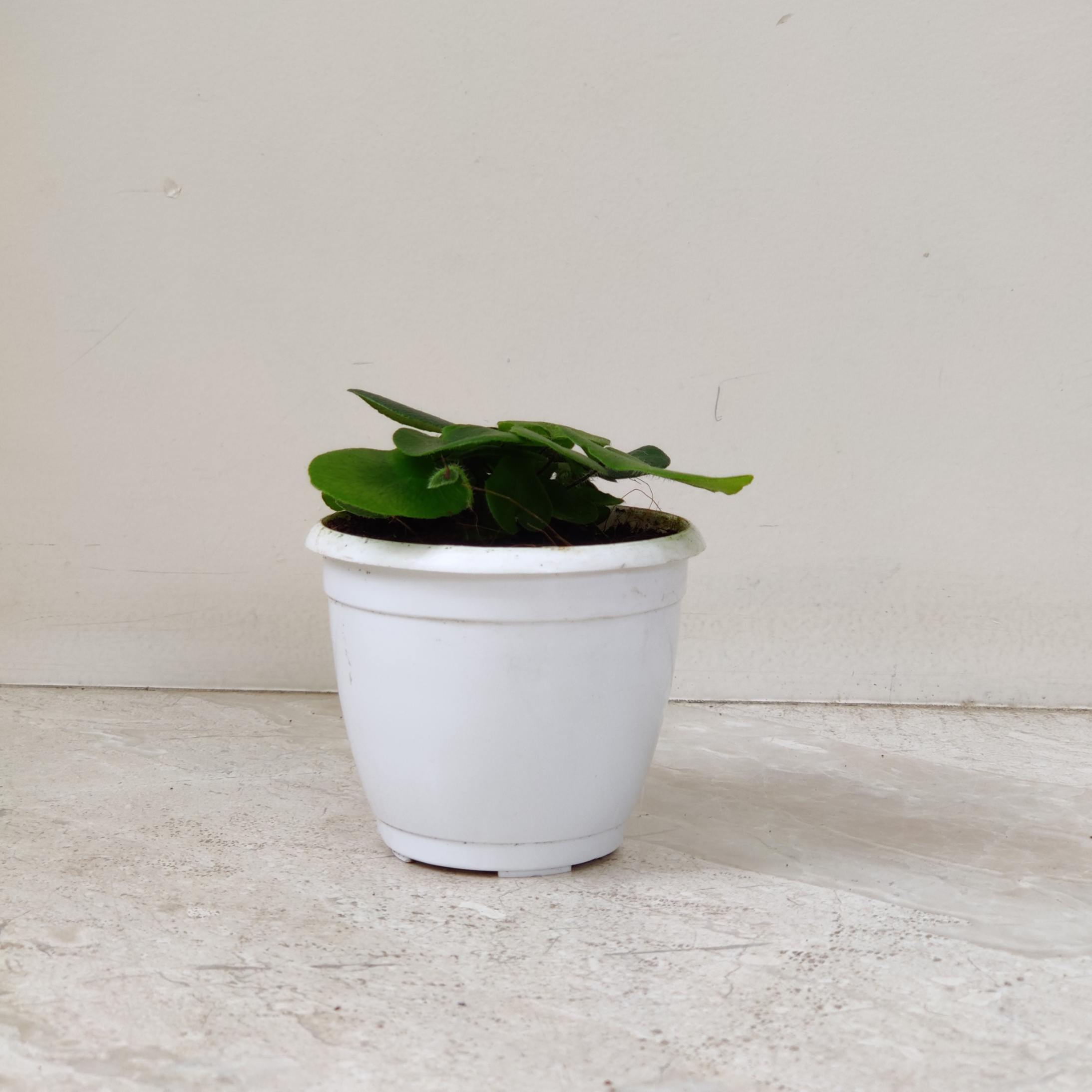 Heartleef Fern 8.5 cm pot