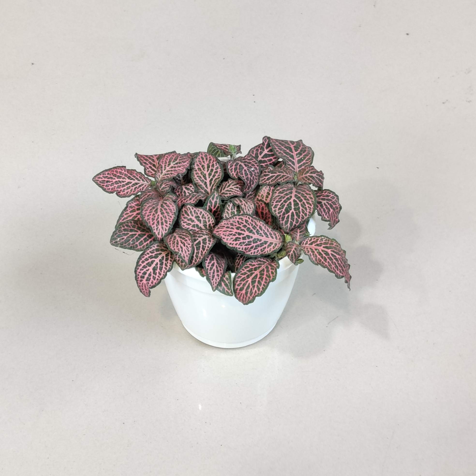 Fittonia 'Red Cloud Plant' 10 cm pot