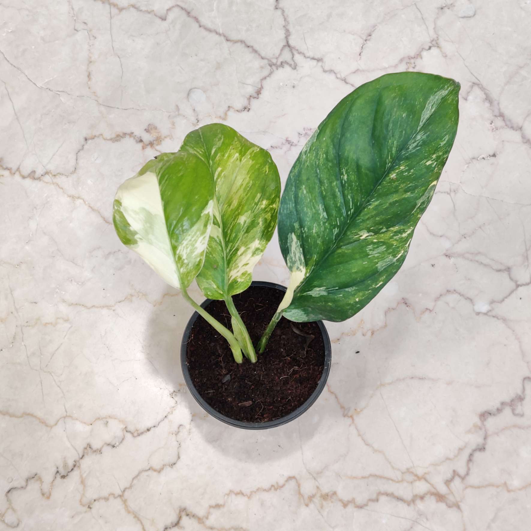 Monstera Varigated 8.5 cm pot