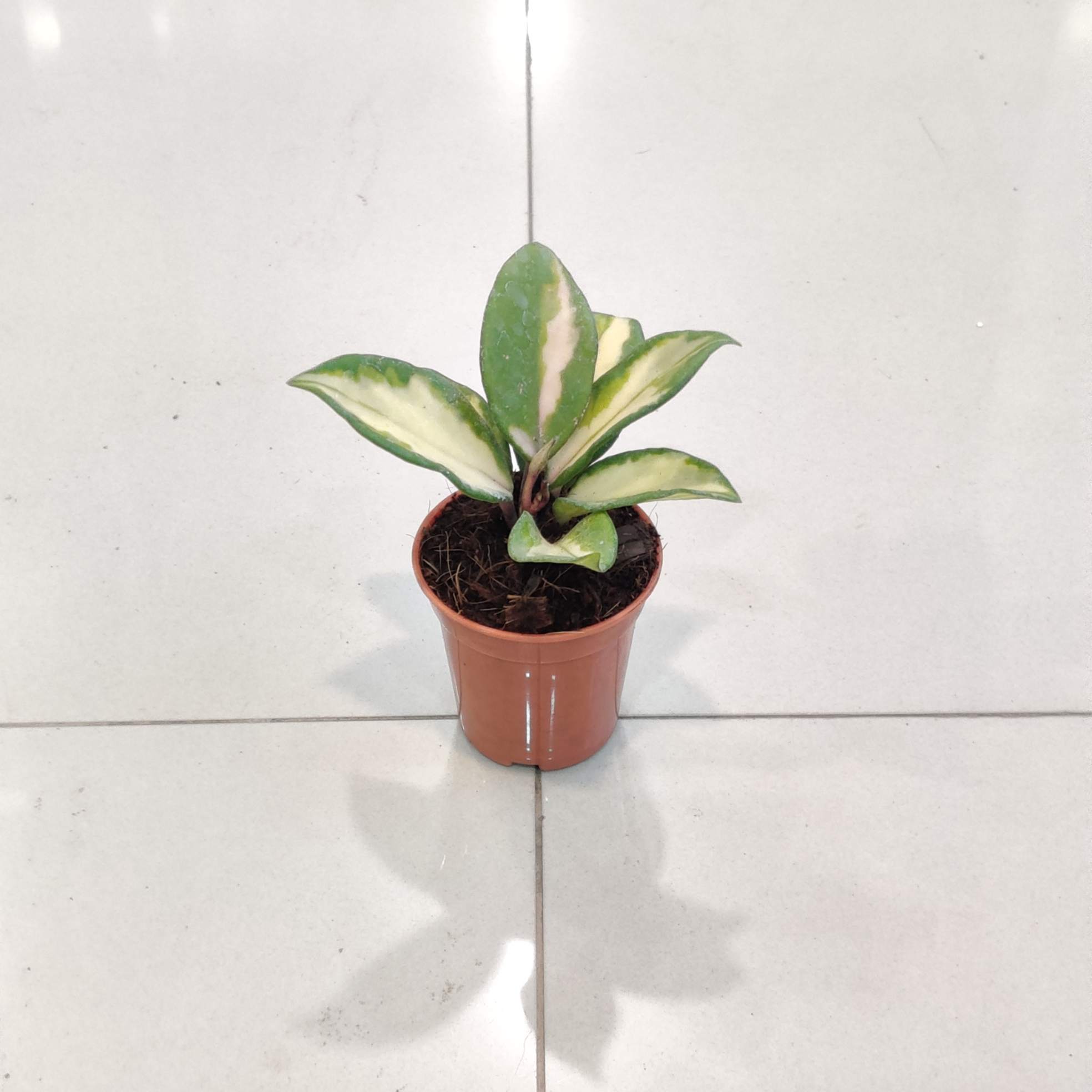 Hoya Plants | Sanjay Nursery - CAPPL