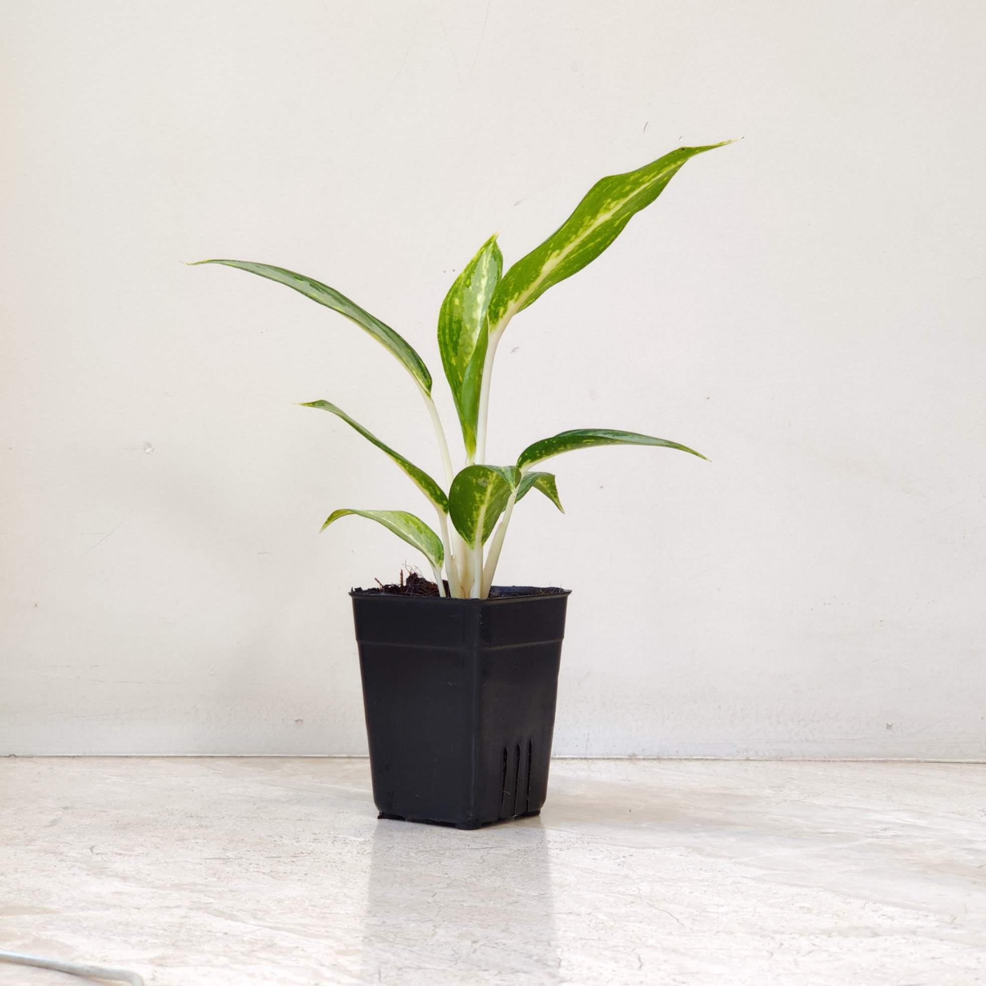 Aglaonema White Rain Plants 7 cm pot
