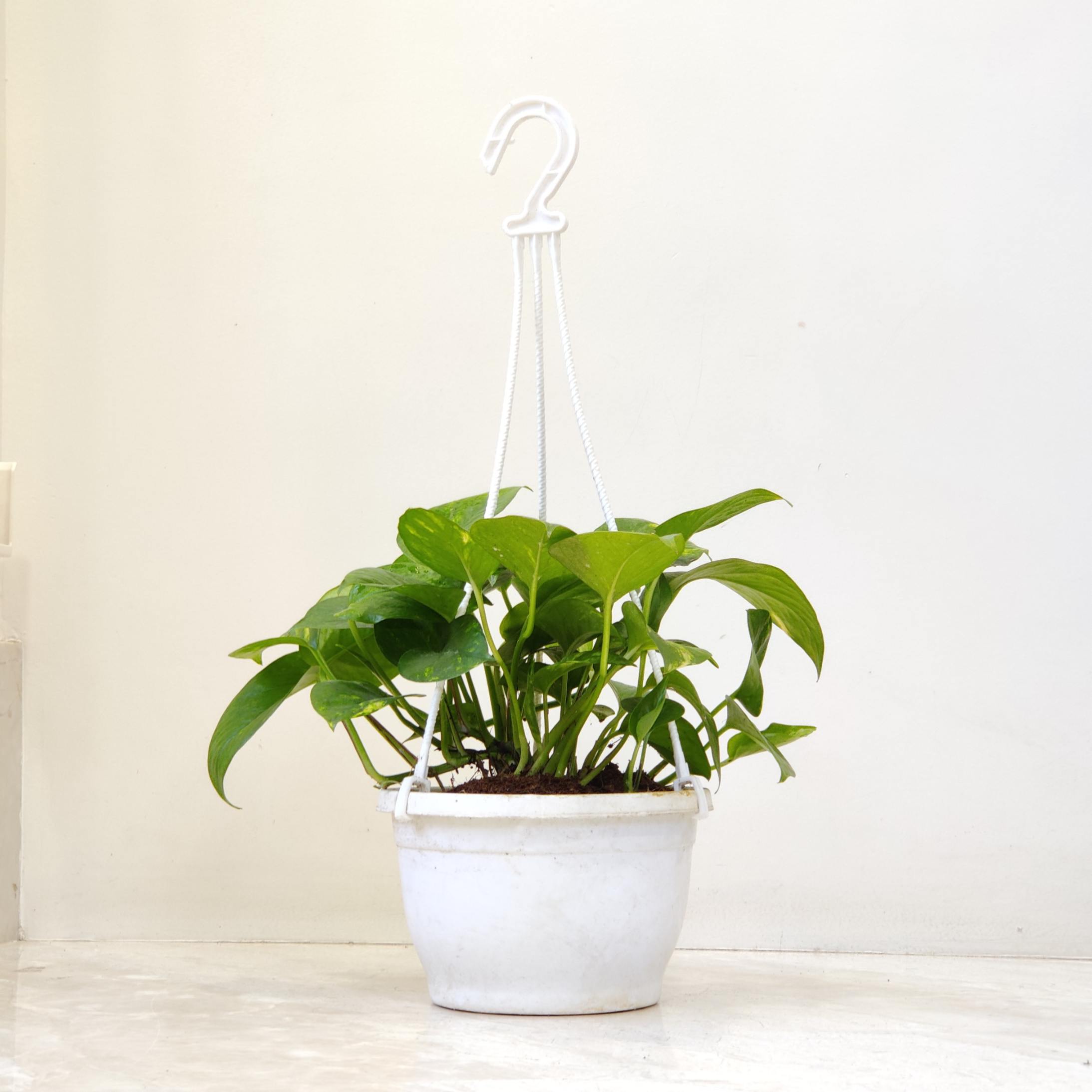 Green Plain Money Plant Hanging 17 cm pot