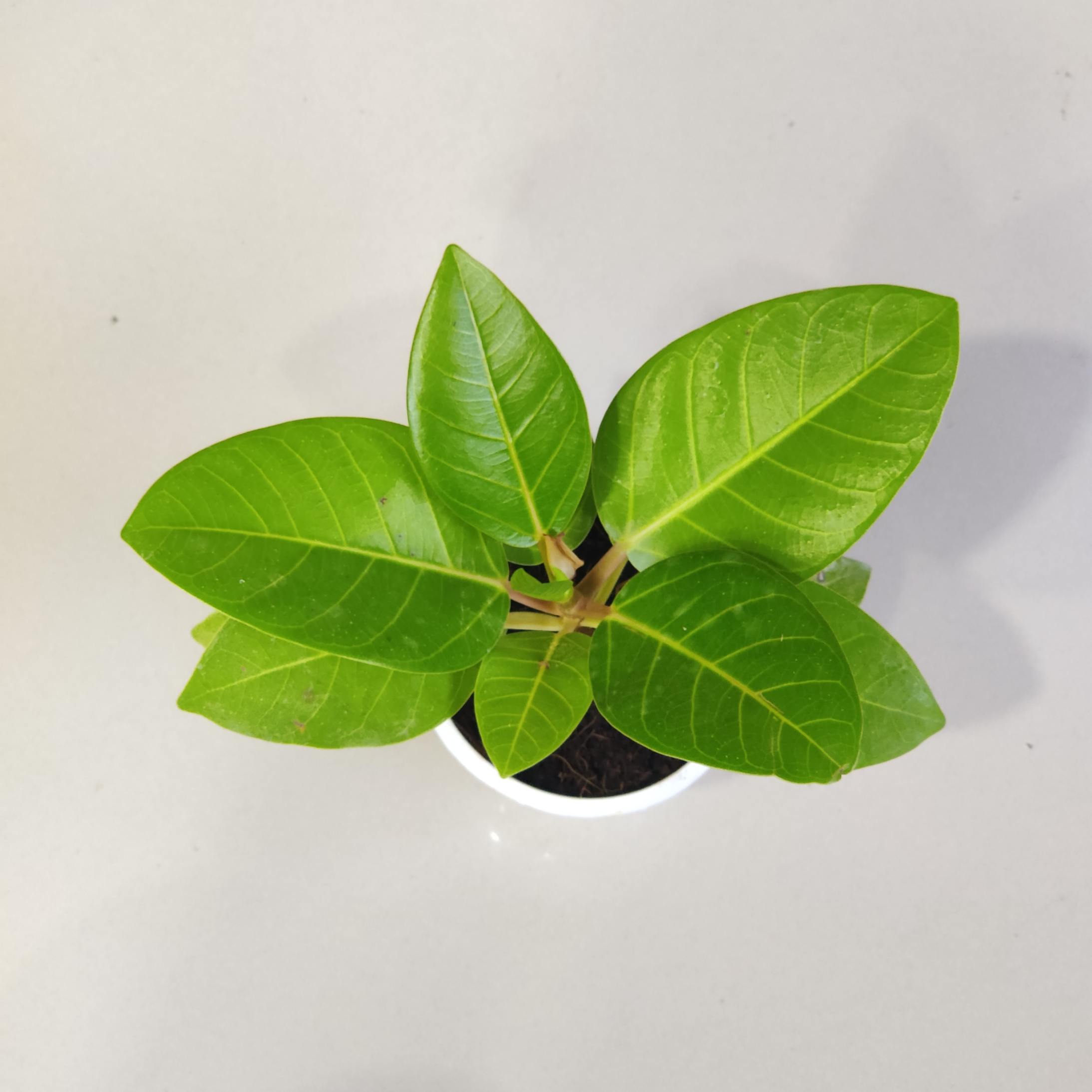 Ficus Altissima 'Golden Gem' Plants 8.5 cm pot