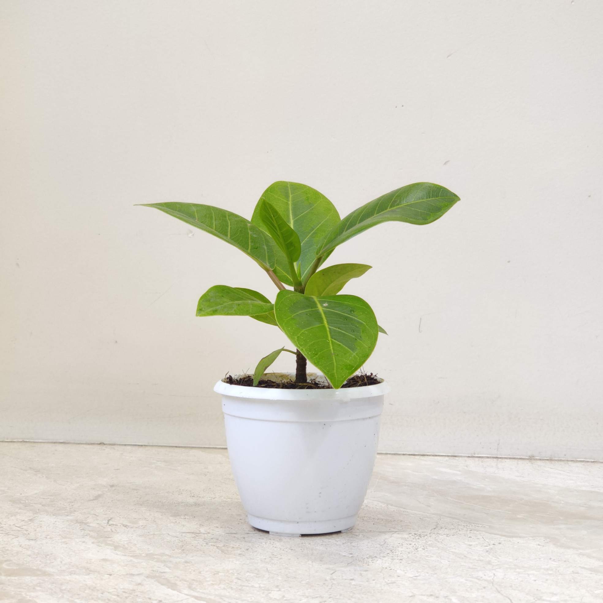 Ficus Altissima 'Yellow Gem' Plants 8.5 cm pot