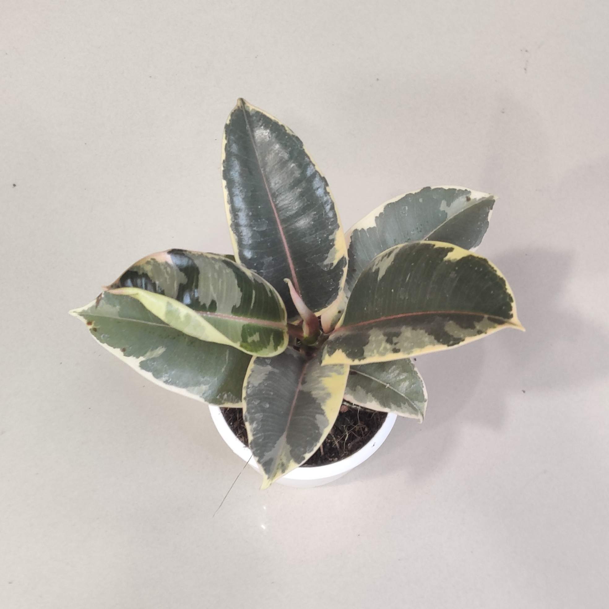 Ficus Elastica 'Tineke' Plants 8.5 cm pot