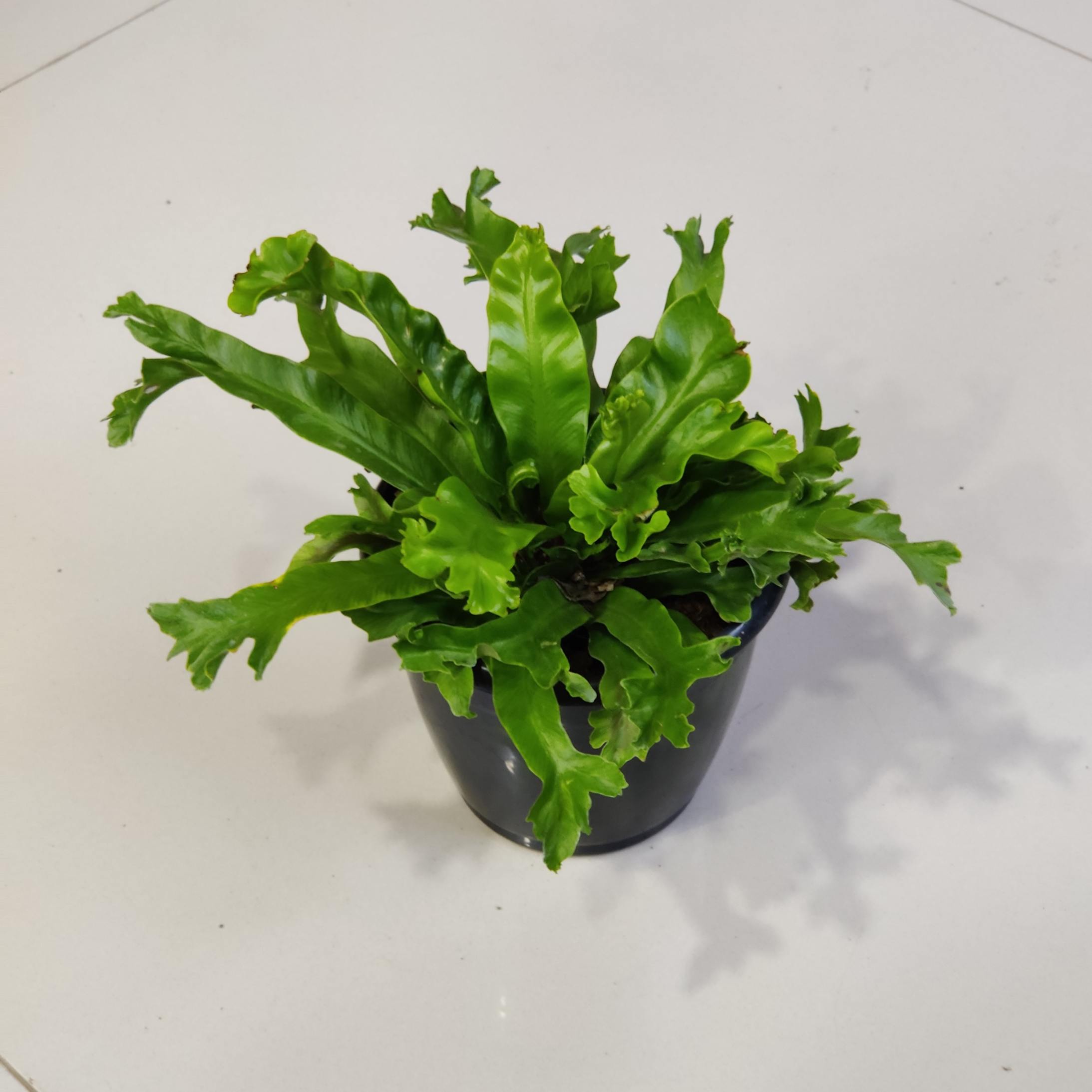 Asplenium Leslle 12 cm pot