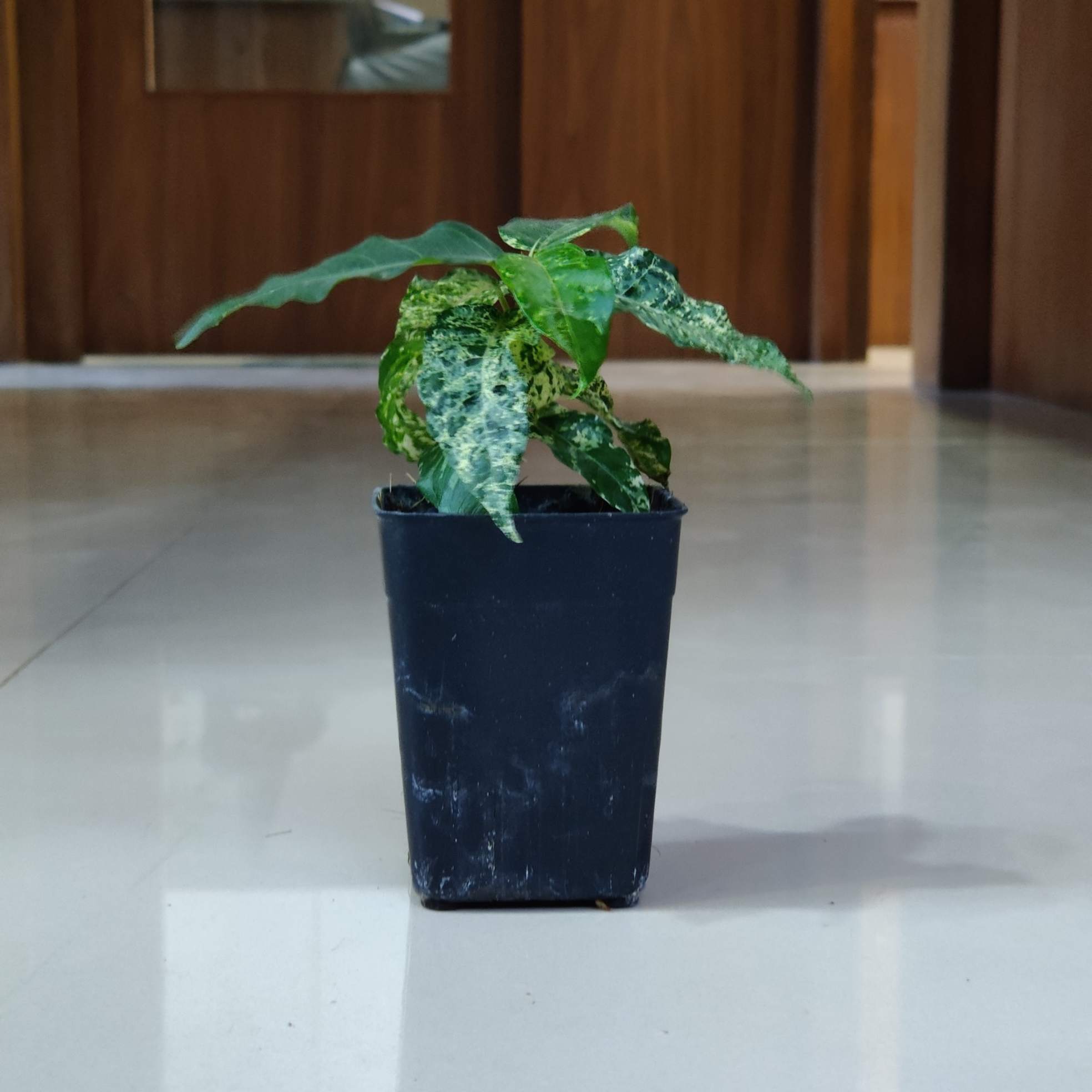 Ficus Aspera Varigated 8.5 cm pot