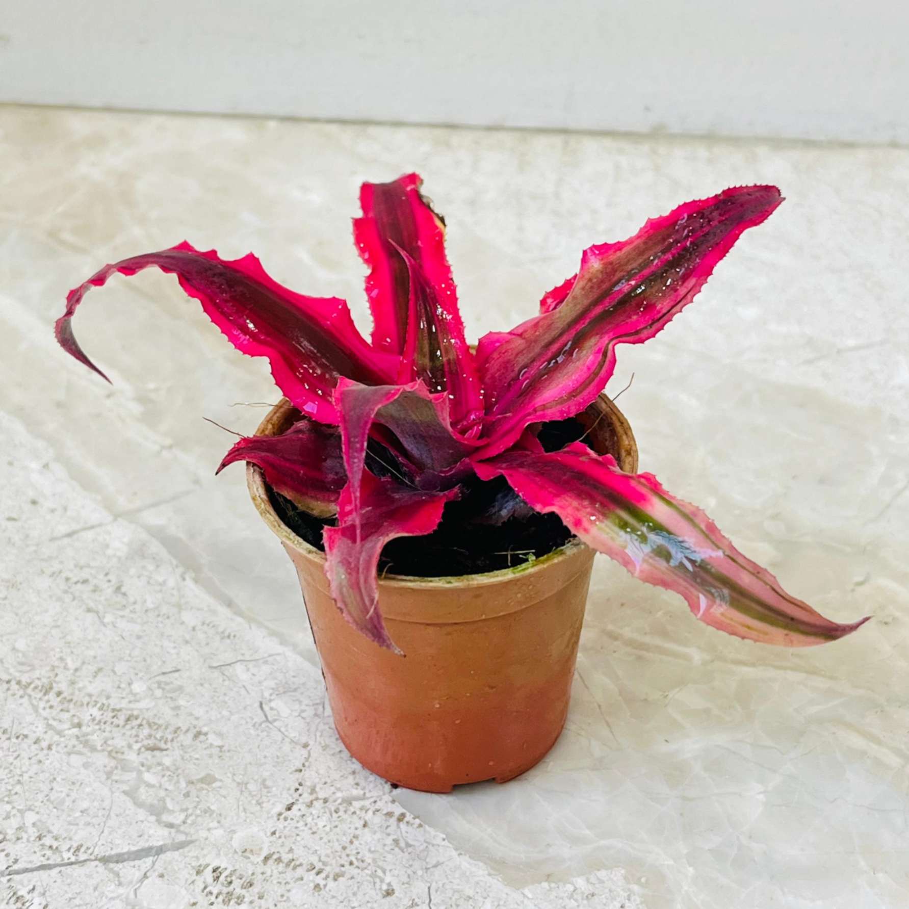 Cryptanthus Red Star 5.5 cm pot
