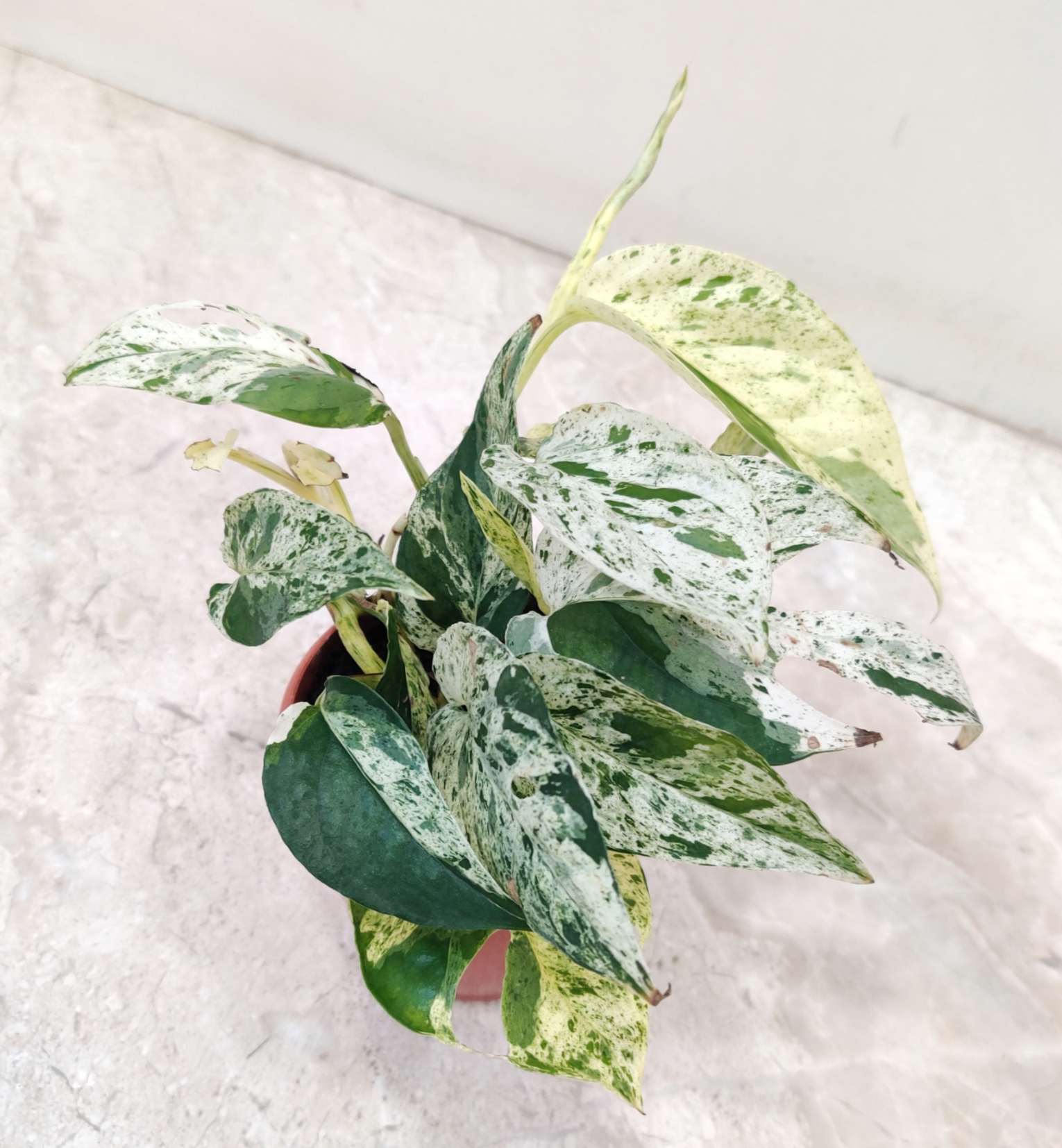 Epipremnum Pinnatum Marble 8.5 Cm Pot