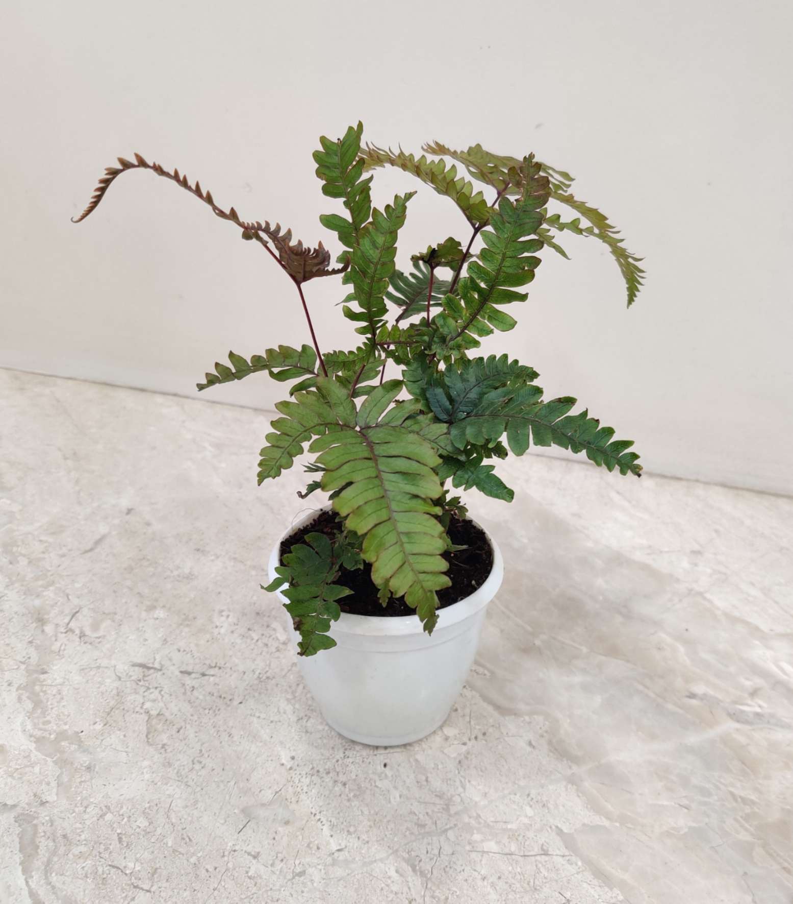 Tricolour Fern 8.5 cm pot