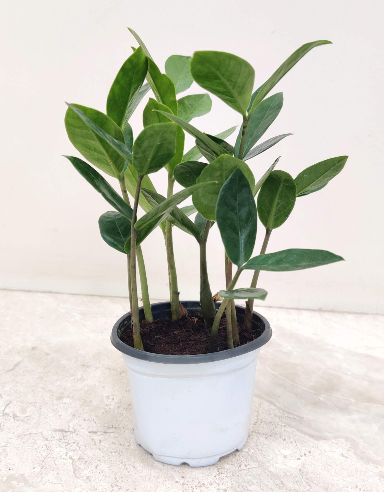 Zamia Calculus Plants 8.5 cm pot