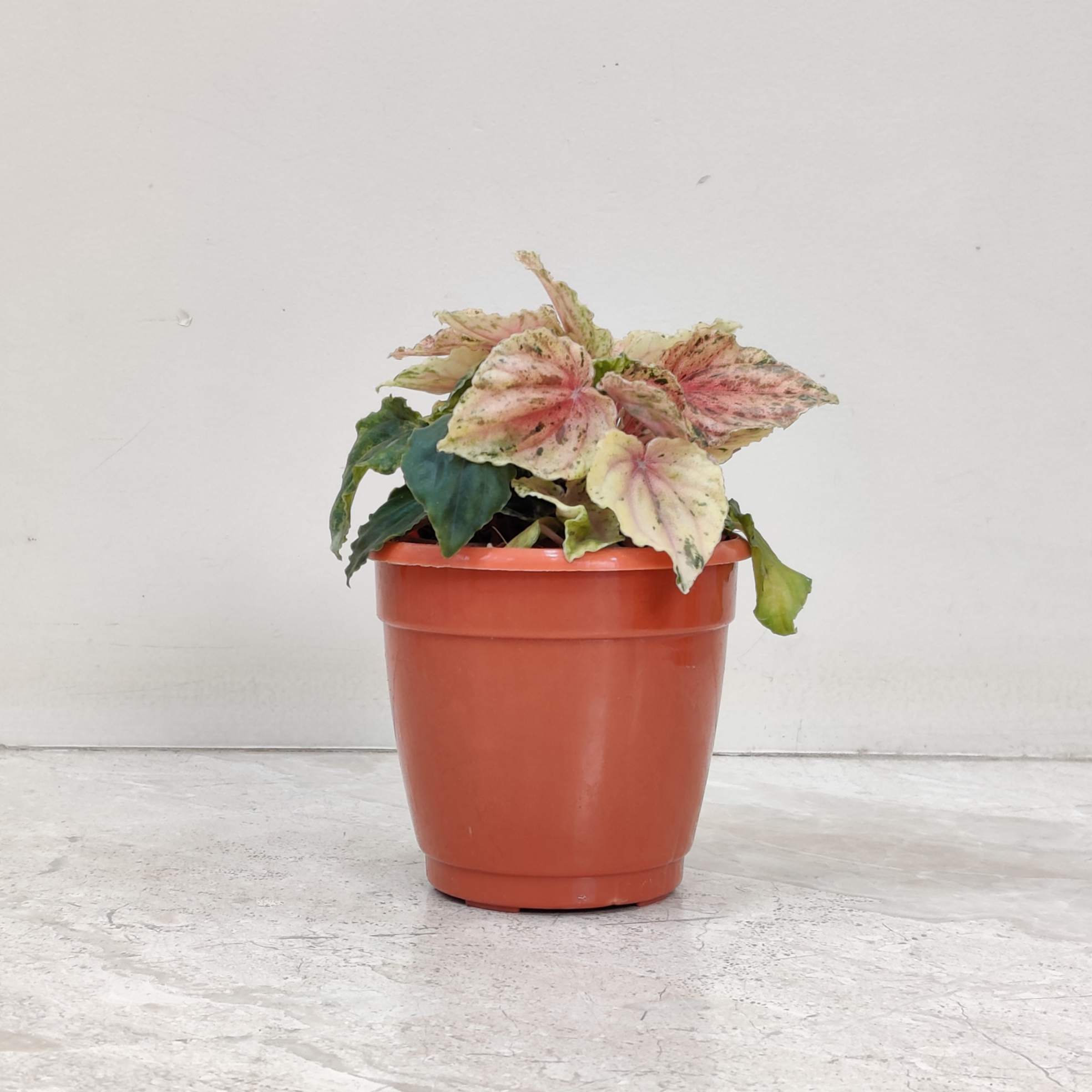 Peperomia Buenos Alres 10 cm pot