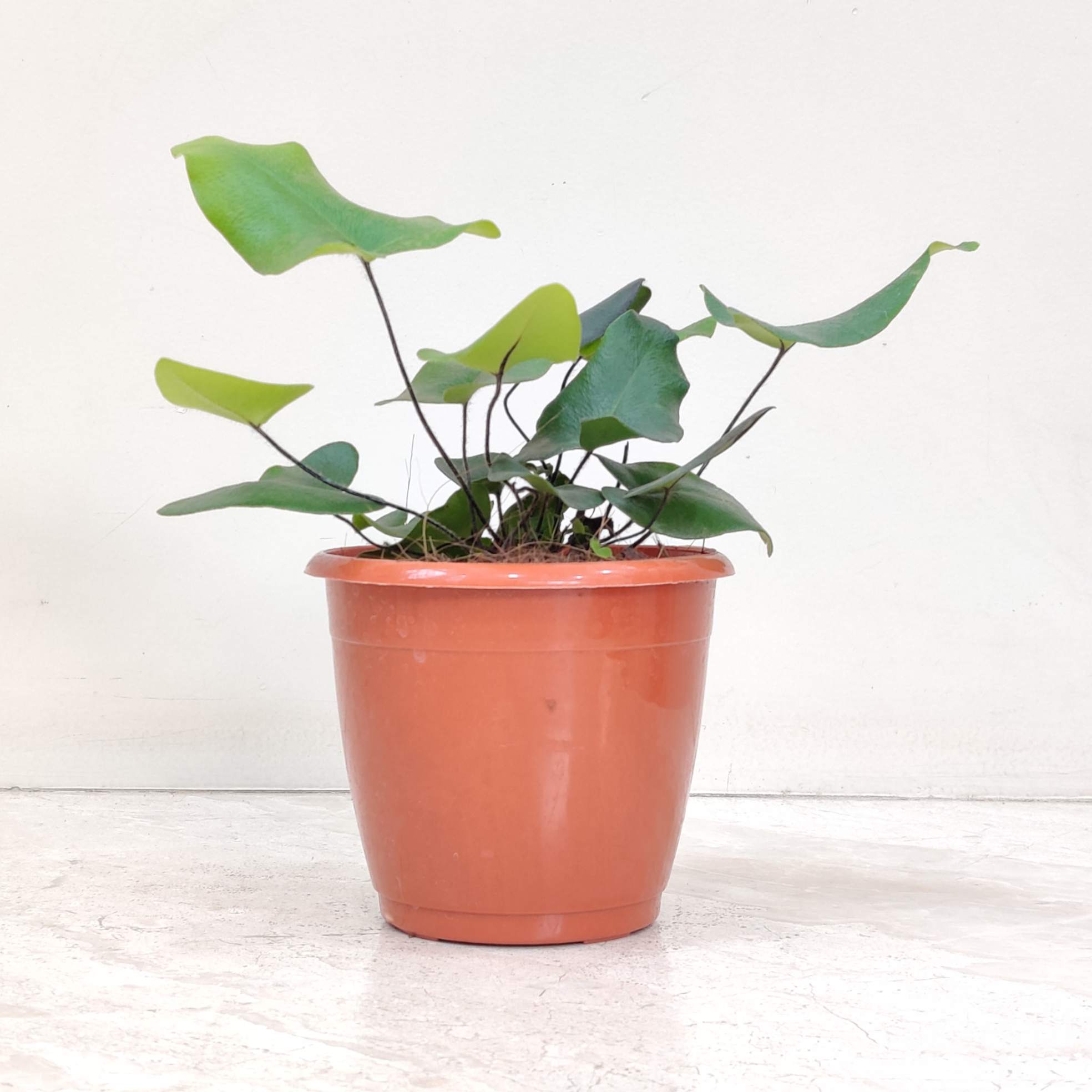 Heartleef Fern 12 cm pot
