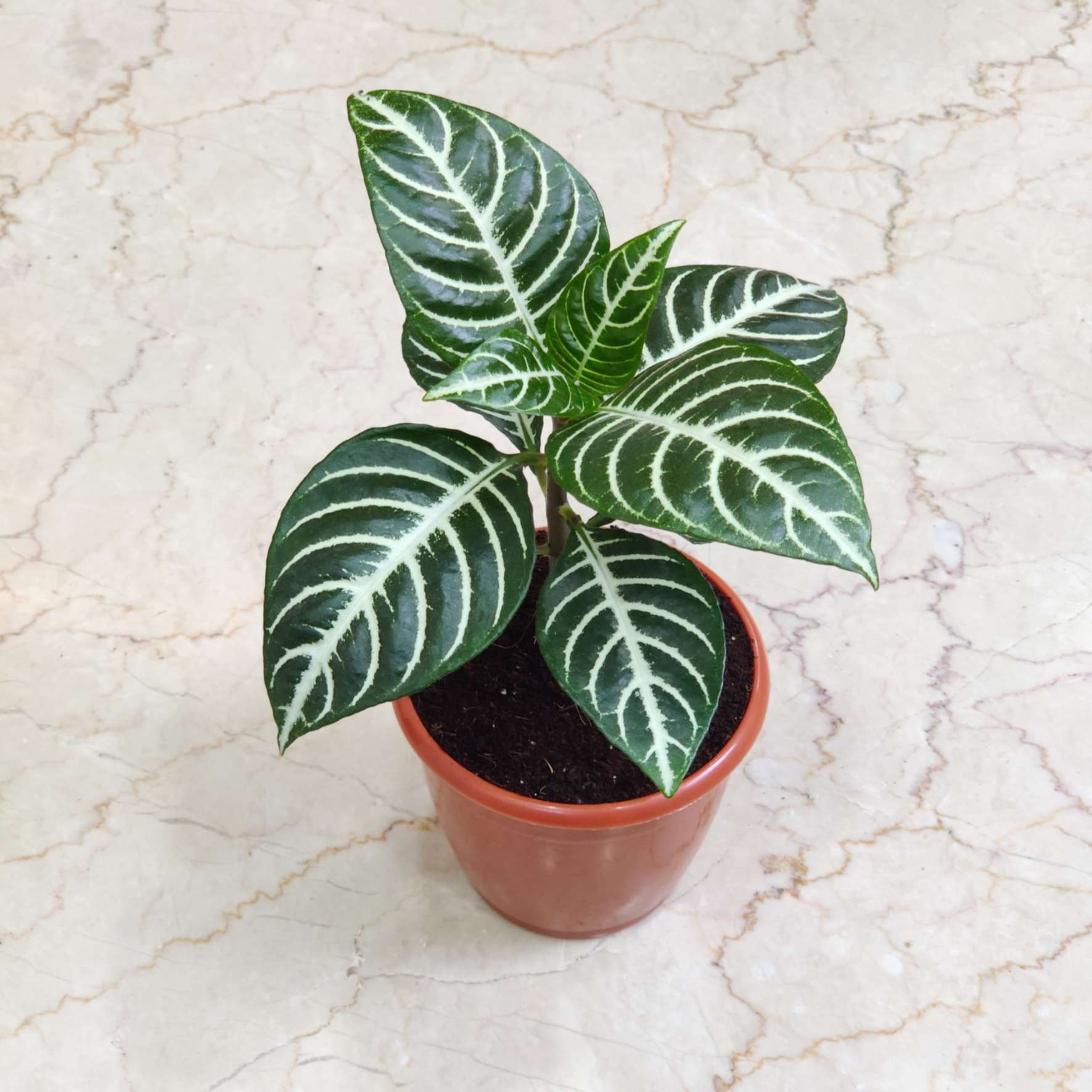 Aphelandra Squarrosa Plant 12 cm pot