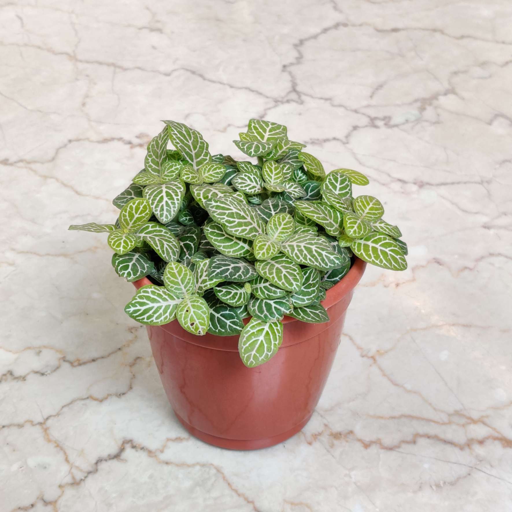 Fittonia yellow Green plants 10 cm pot