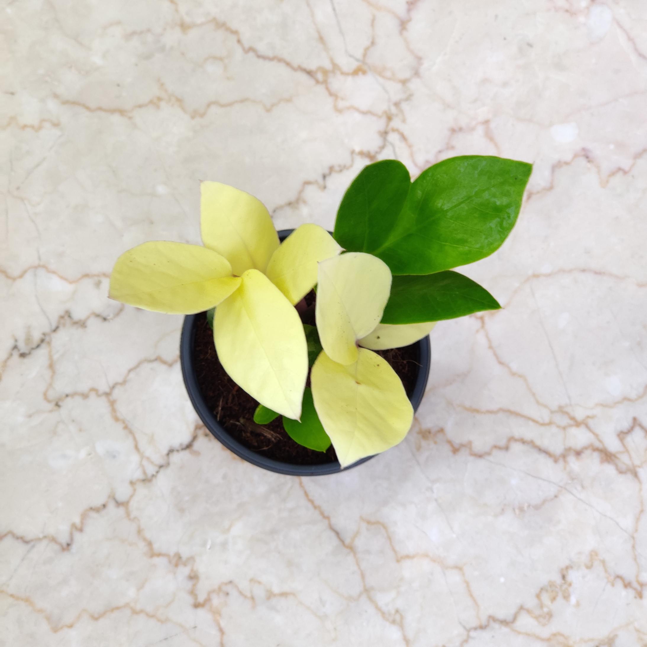 Zamioculcas Zamiifolia variegated 8.5 cm pot