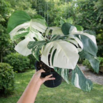 Monstera Albo Variegated 17 cm pot