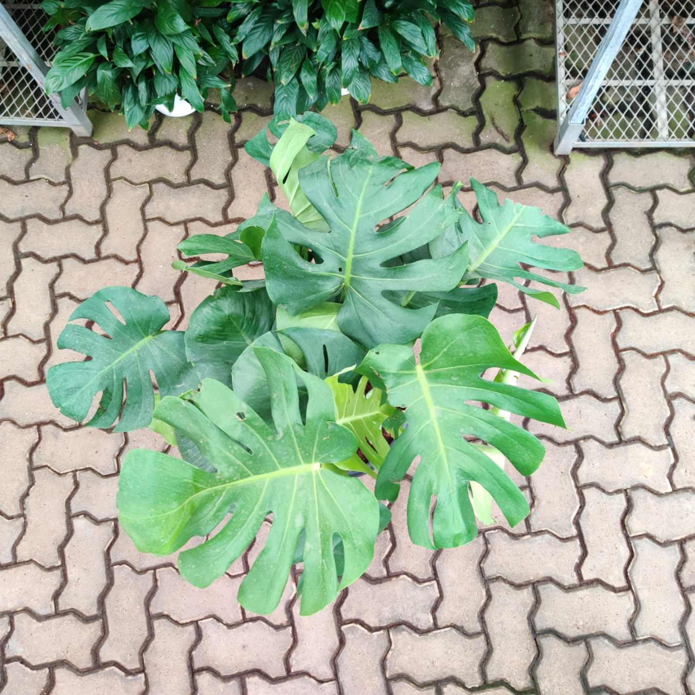 Monstera delicosa Plants