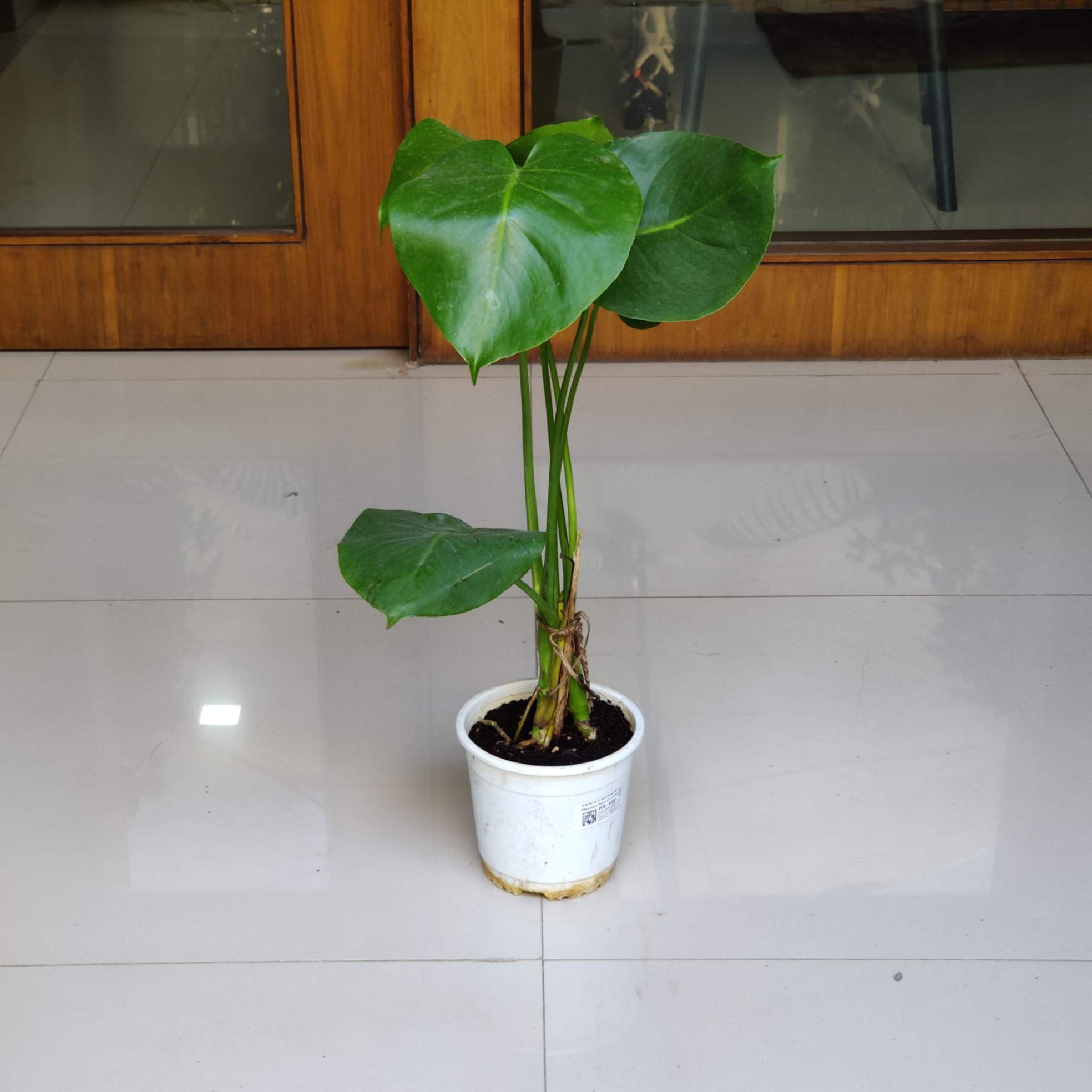 Monstera delicosa Plants 14.5 cm pot