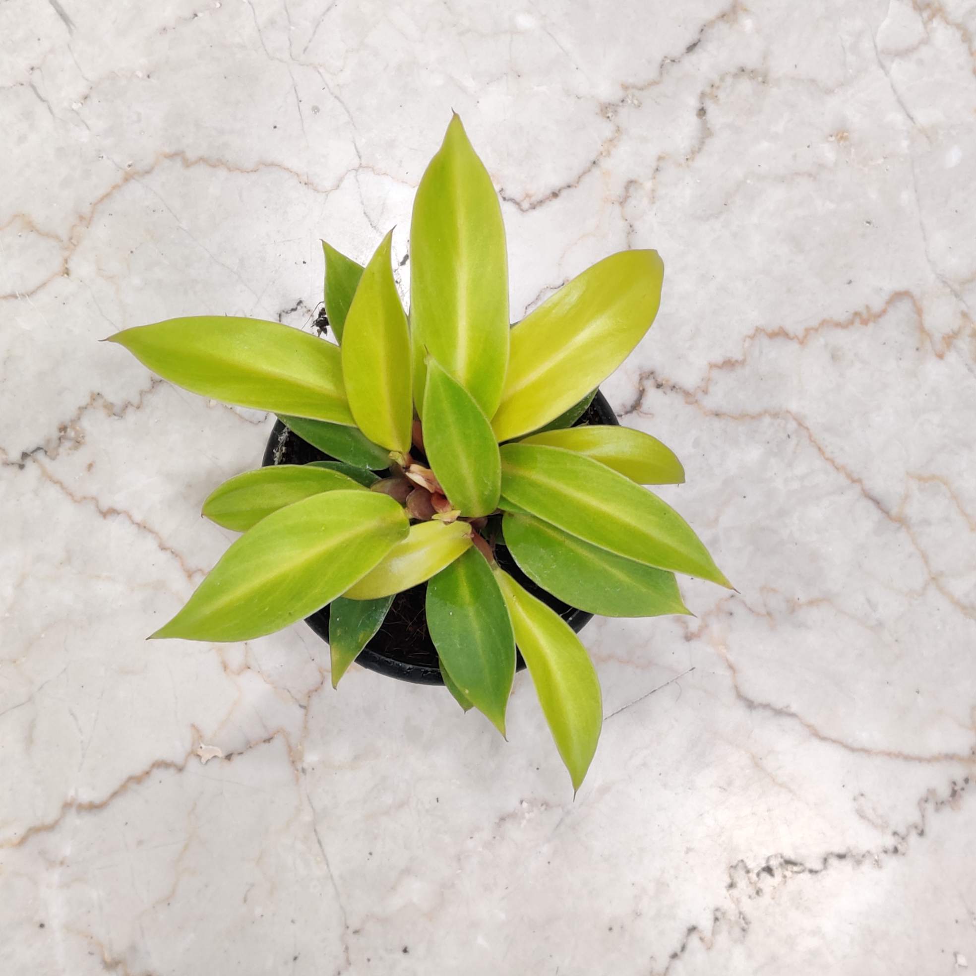 Philodendron Golden Goddess 8.5 cm pot