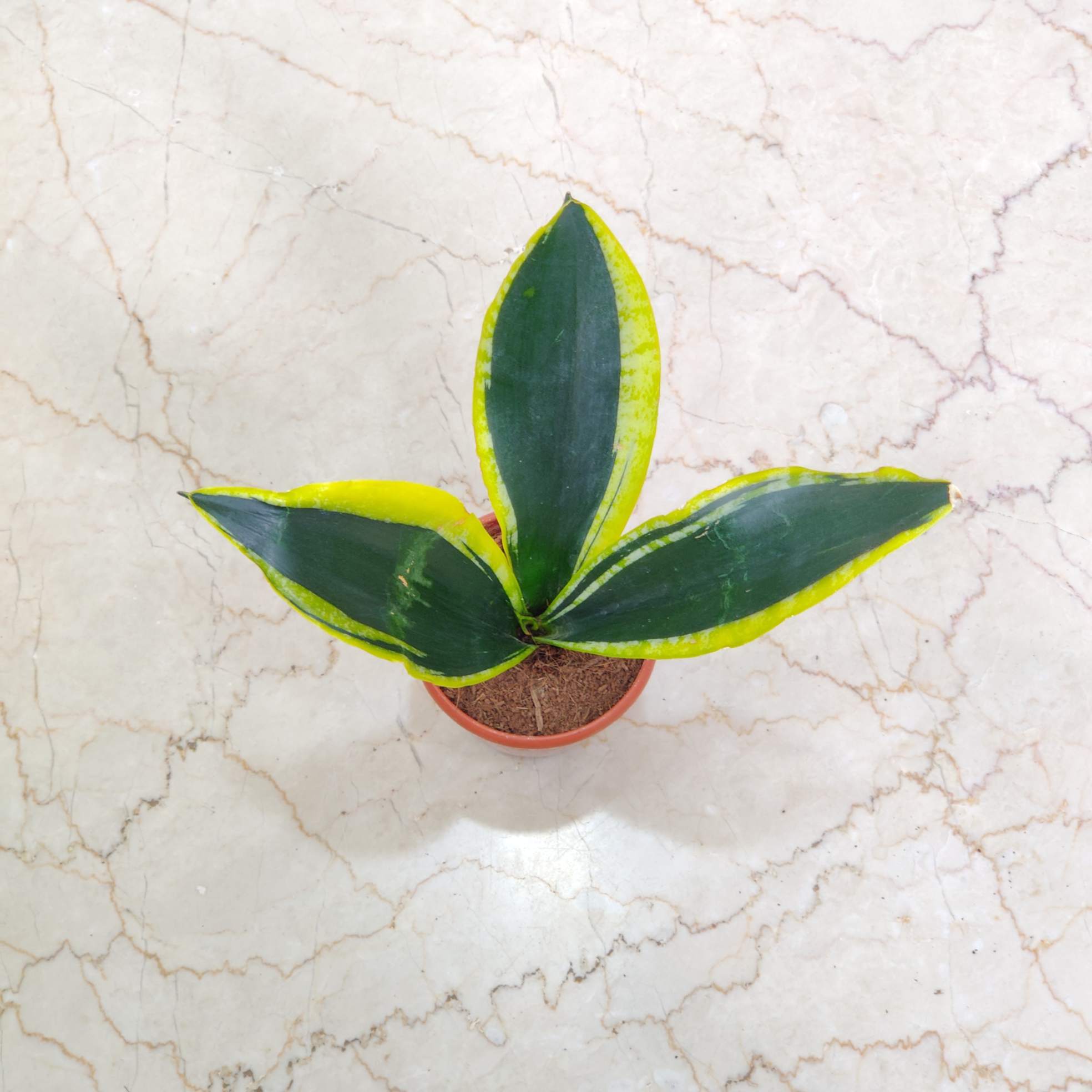 Sansevieria Trifasciata 'Black Gold 10 cm pot